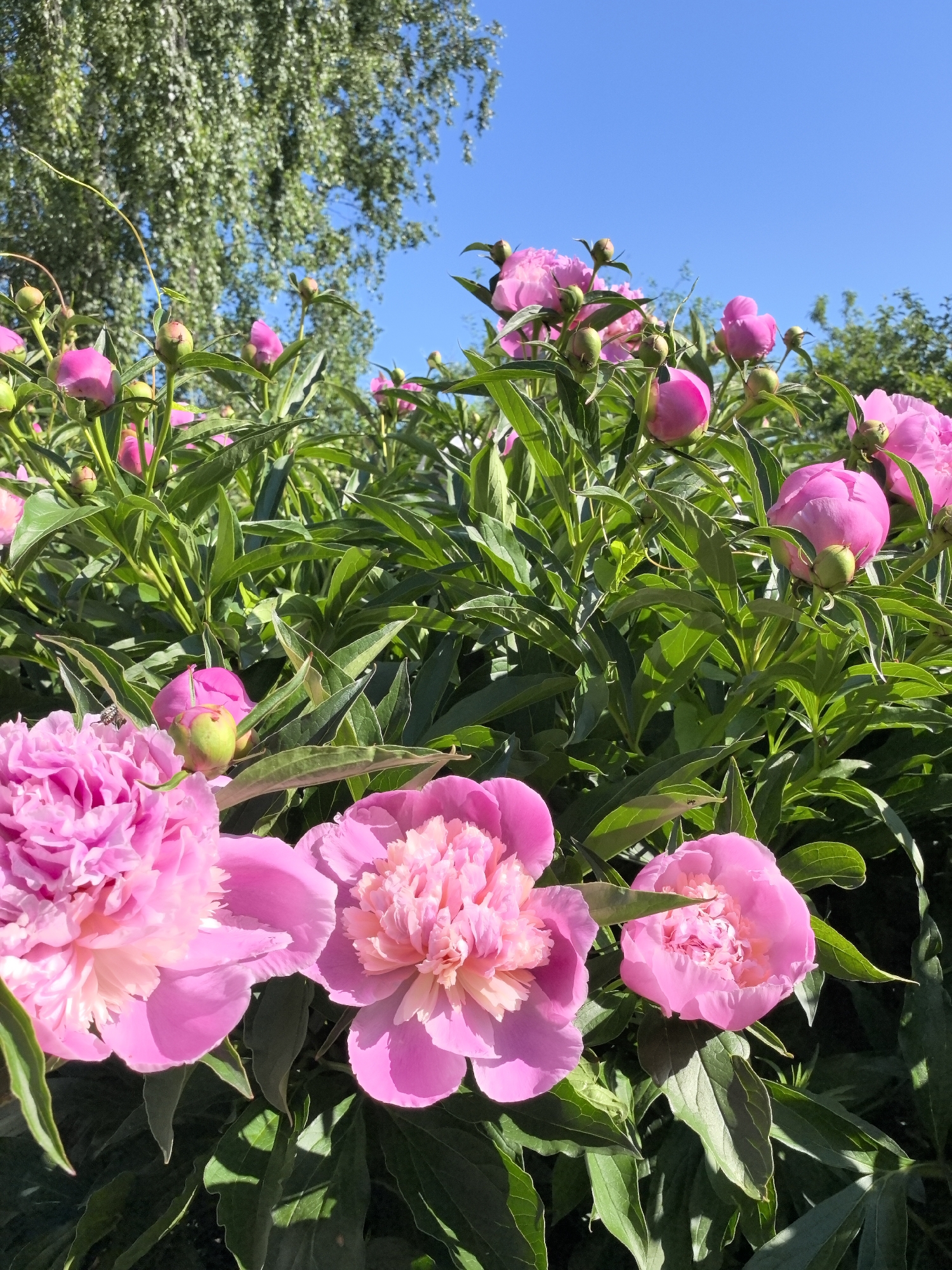 Morning peony blooms documented in rural Russian village