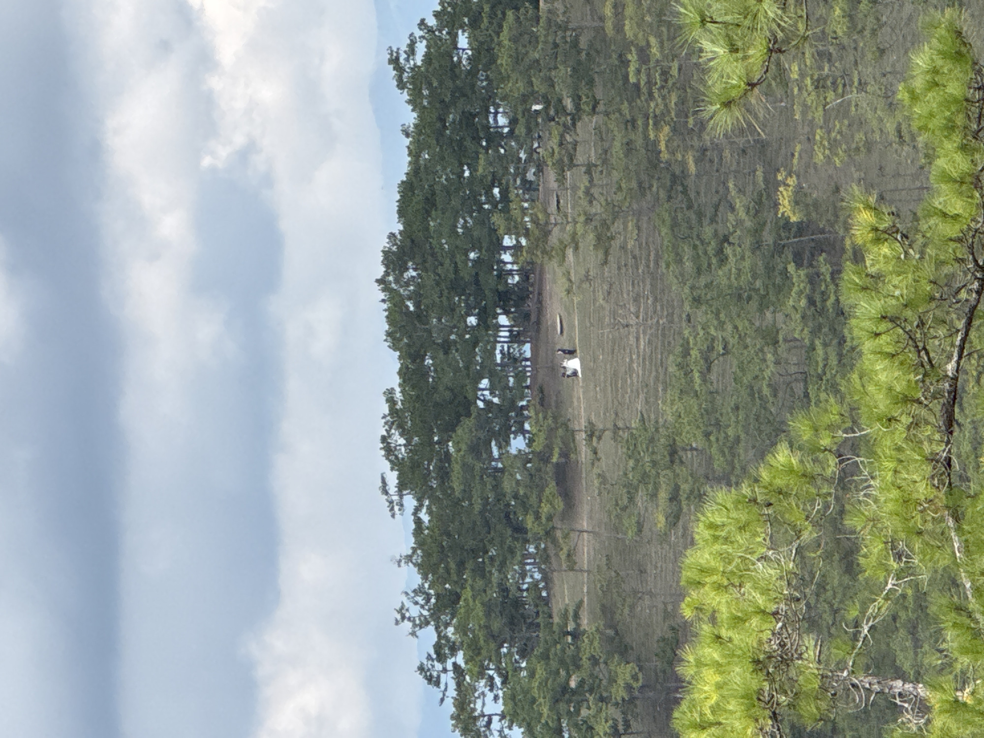 Pine forest landscape documented in Lạc Dương, Vietnam