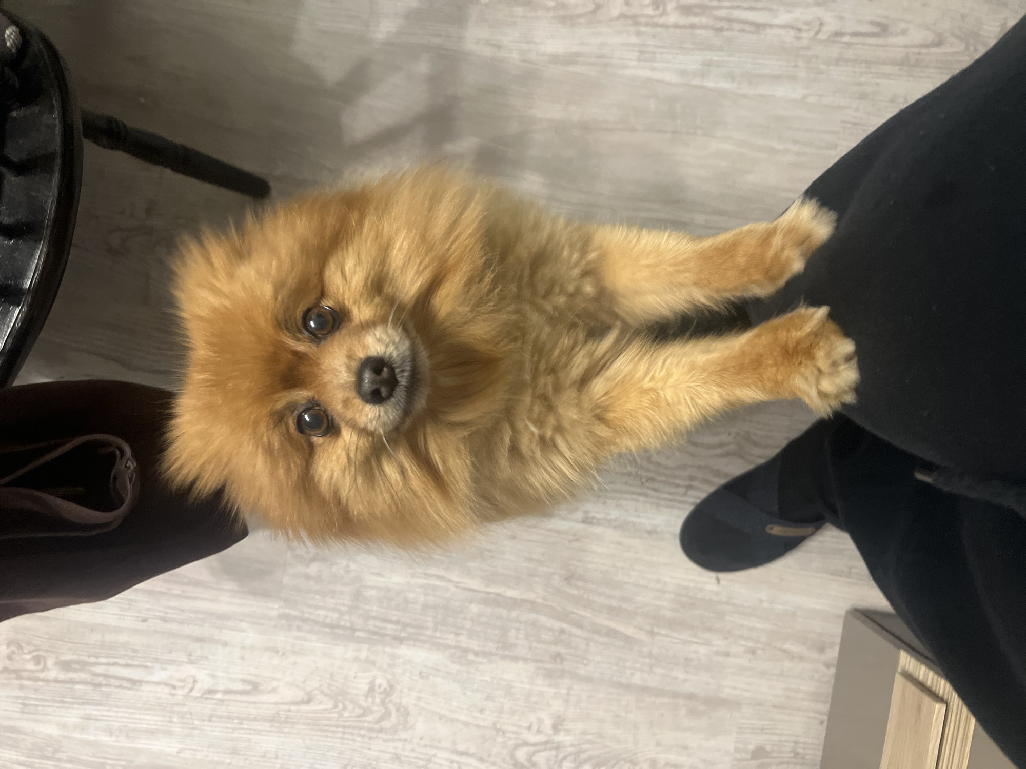 Pomeranian dog and wet streets documented in Asenovgrad