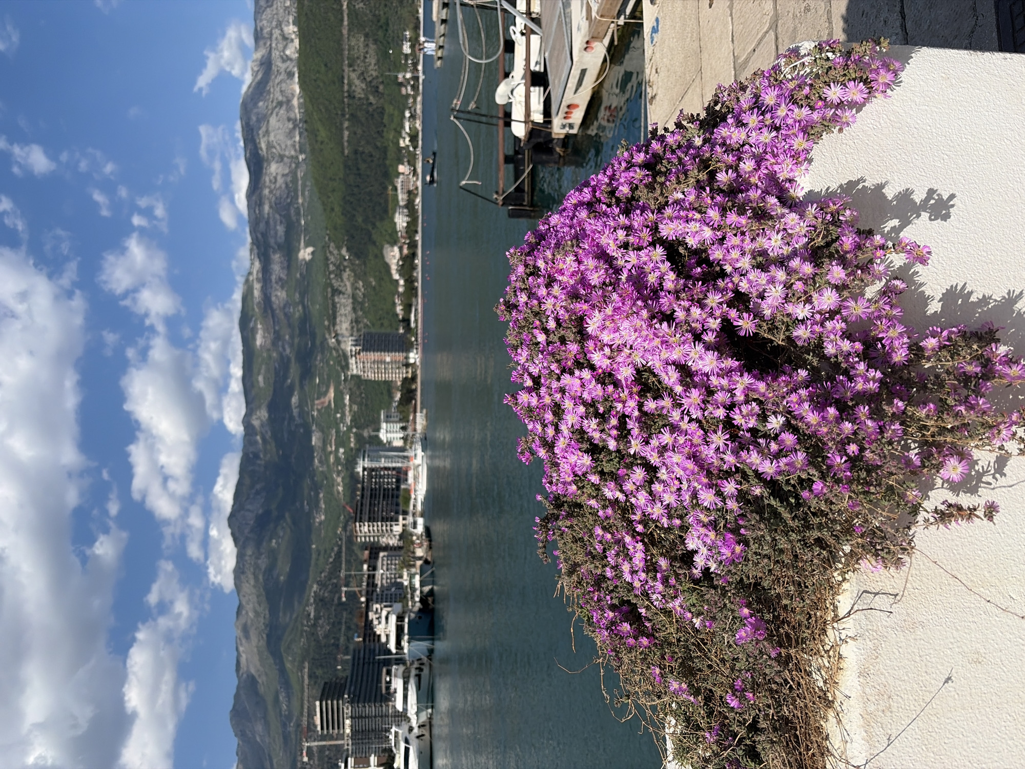 Purple flowers bloom over coastal wall in Budva