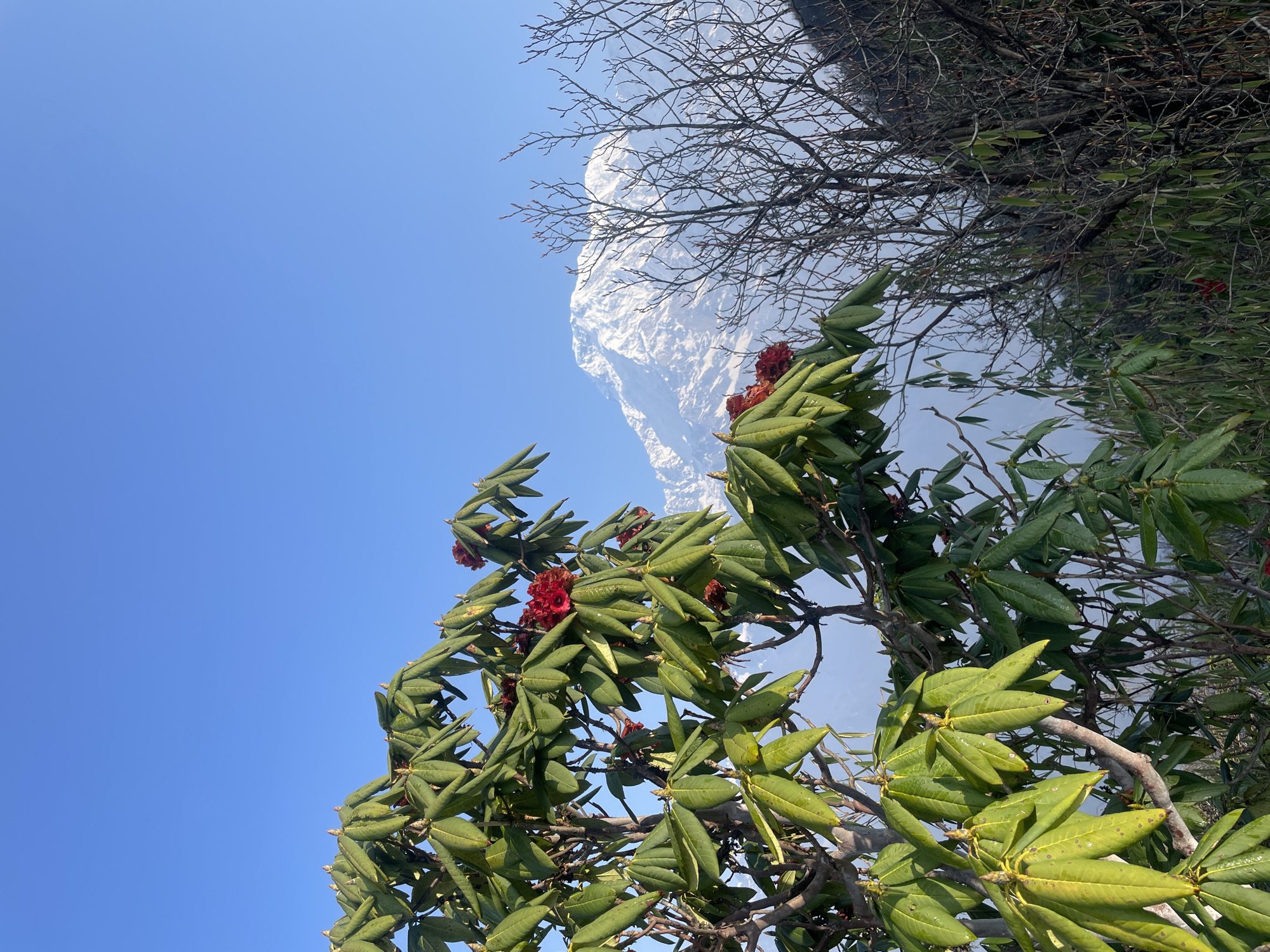 Spring foliage with red flowers documented in Lwang Ghalel