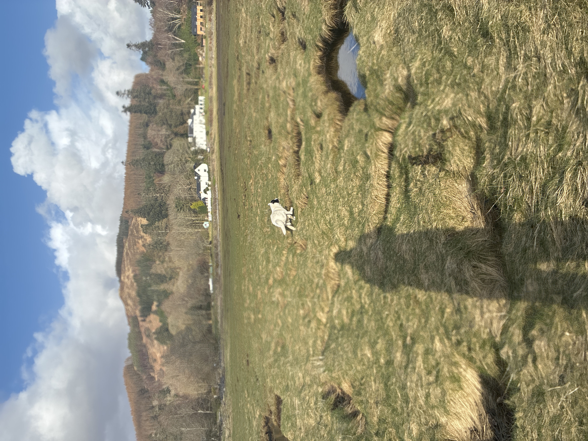 Dog spotted in grassy field in Strontian, Scotland