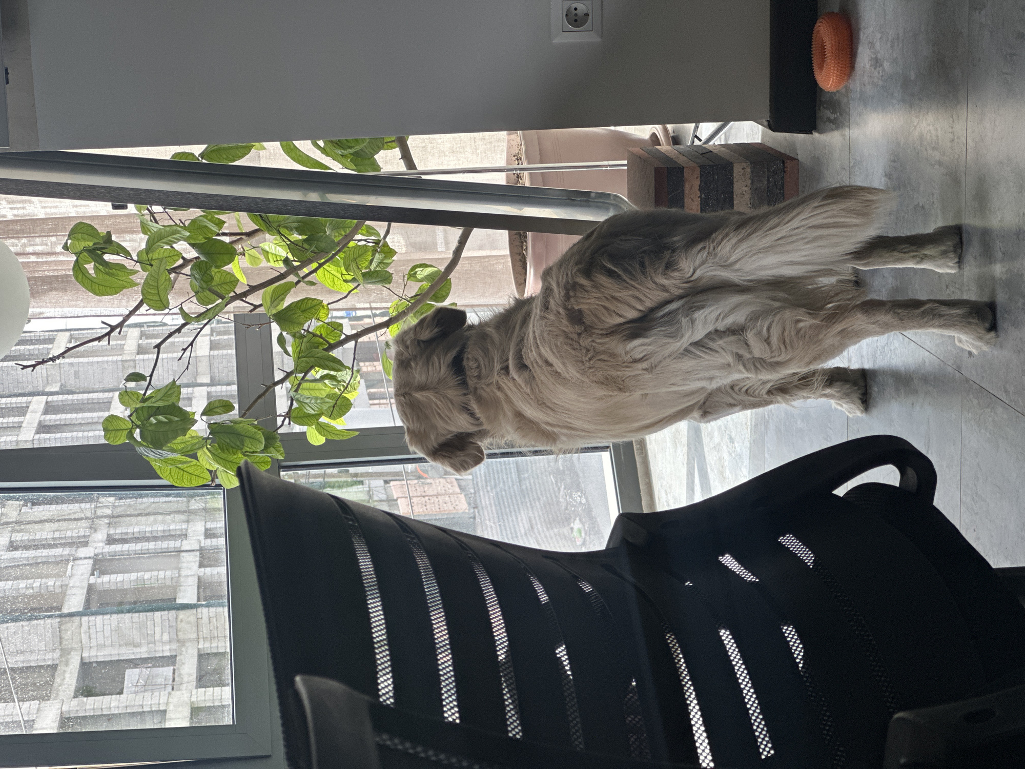 Dog and architectural planning software observed in Zovuni, Armenia
