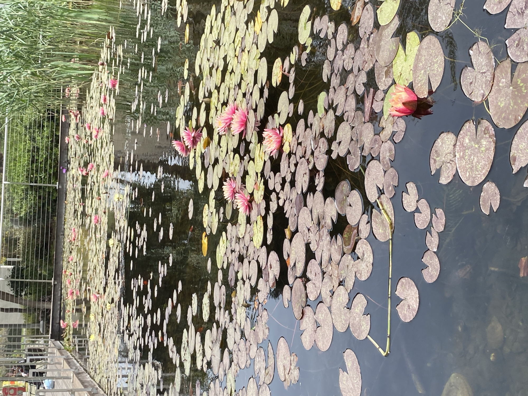 Peaceful morning scenes captured in Kiryat Bialik gardens