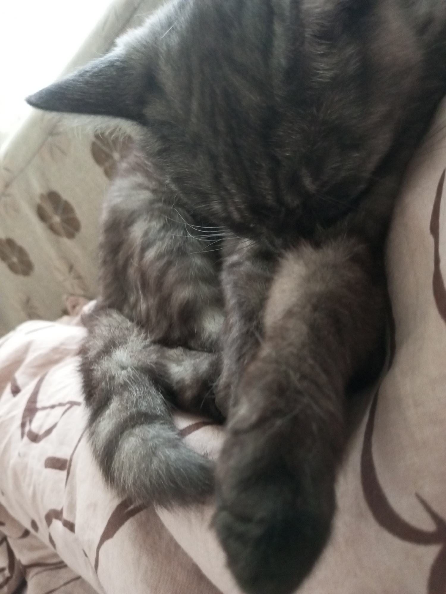 Grey tabby cat lounging on a patterned blanket at home