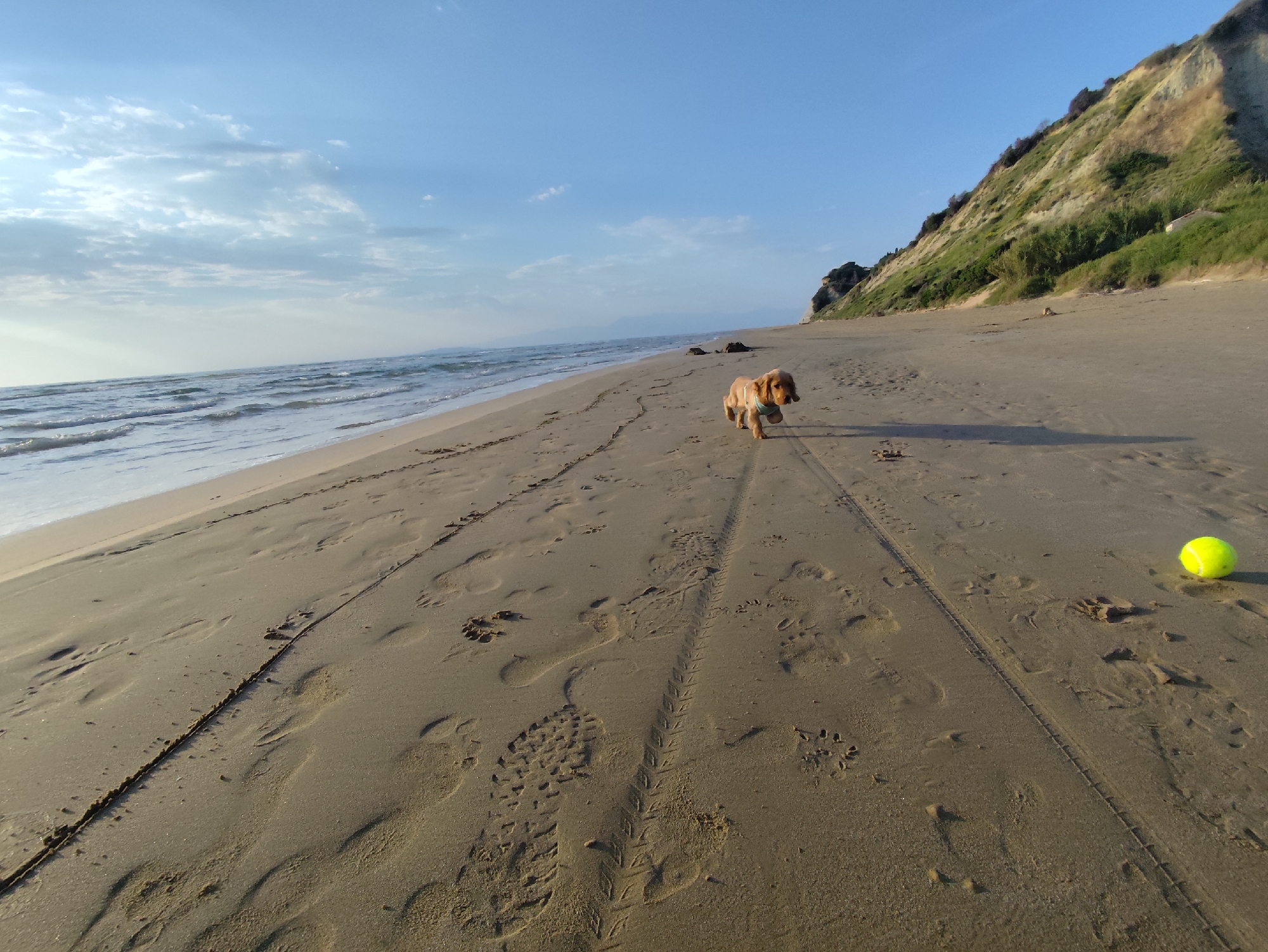 Cocker Spaniel runs on sunny beach with tennis ball