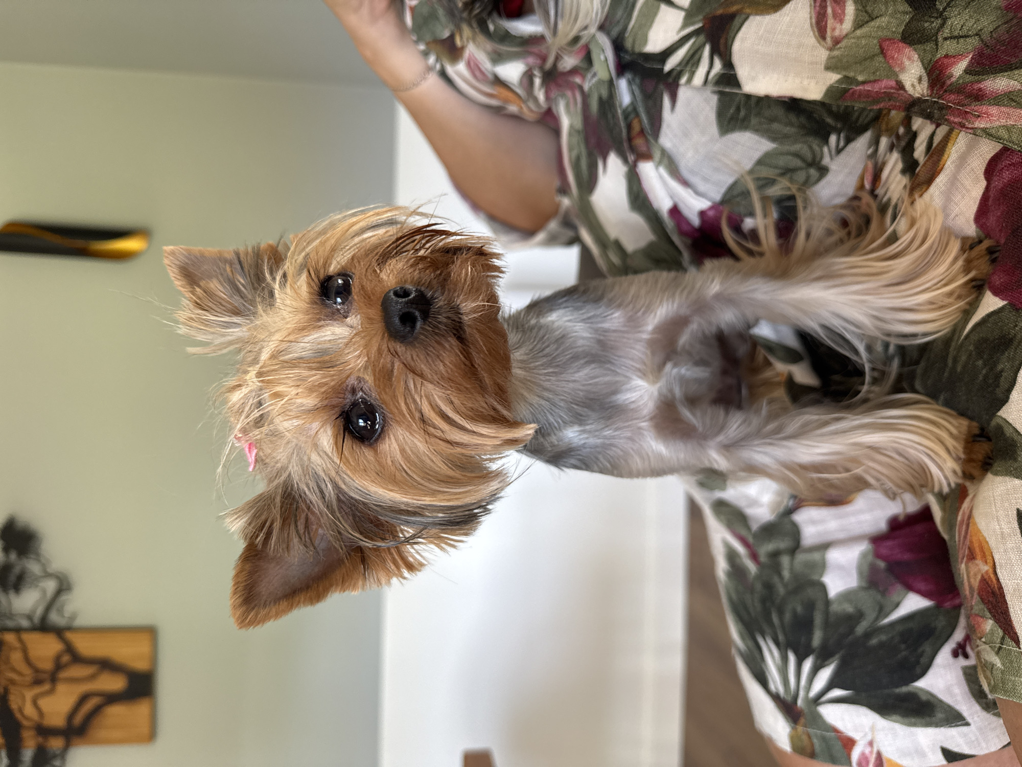 Yorkshire Terrier relaxing indoors on a quiet Latvian morning