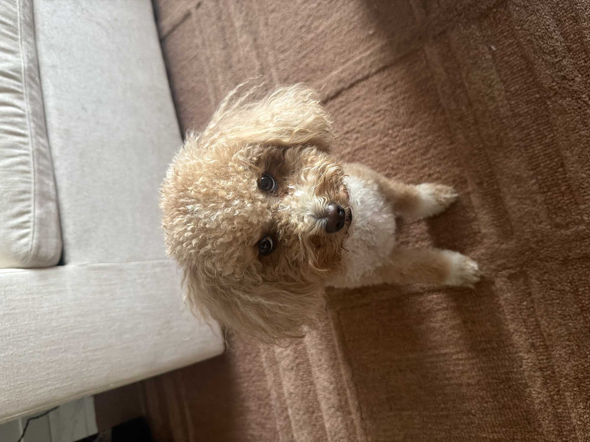 Curly-haired toy poodle chilling on a brown rug indoors