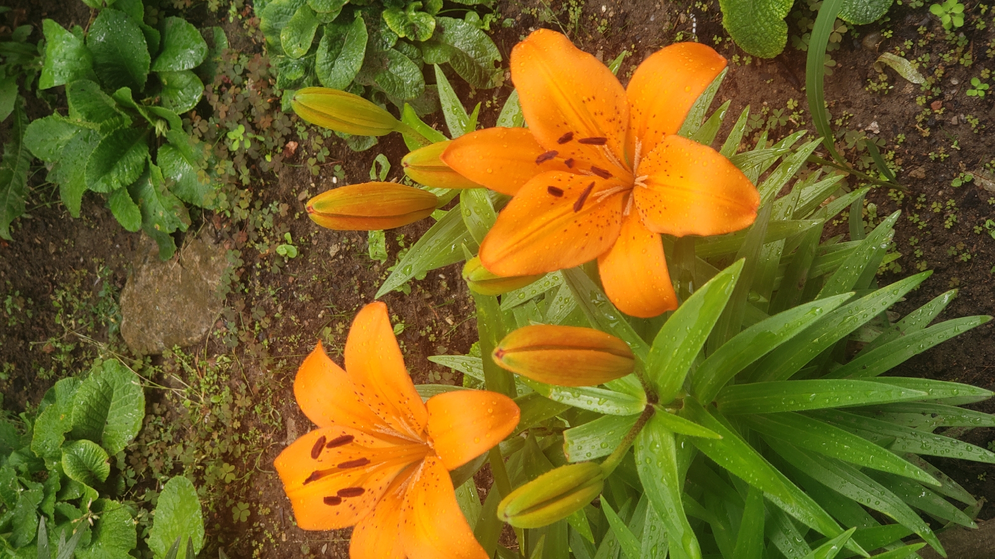 Post-rain flowers and street scenes in Prešov, Slovakia