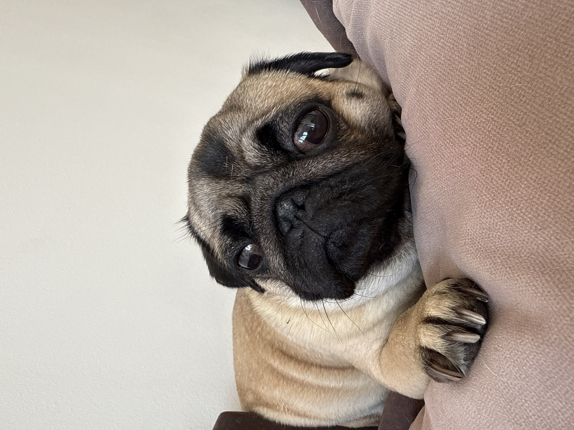 Pug rests on cushion, decorated nails spotted nearby