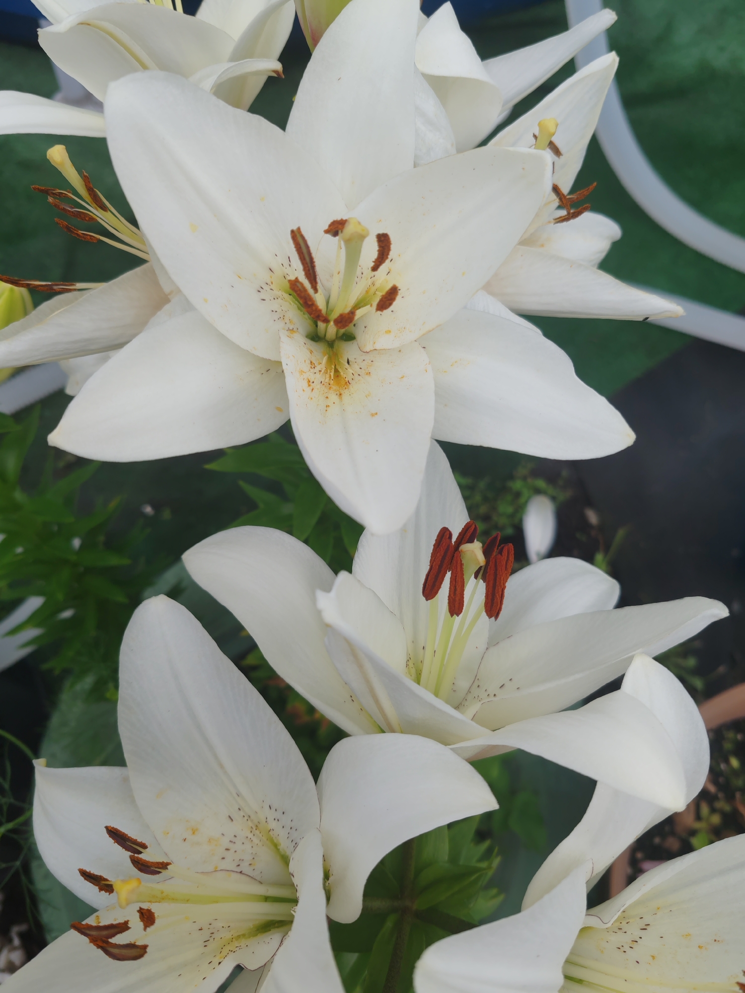 Close-up flower photography across a Krasnoyarsk garden in July