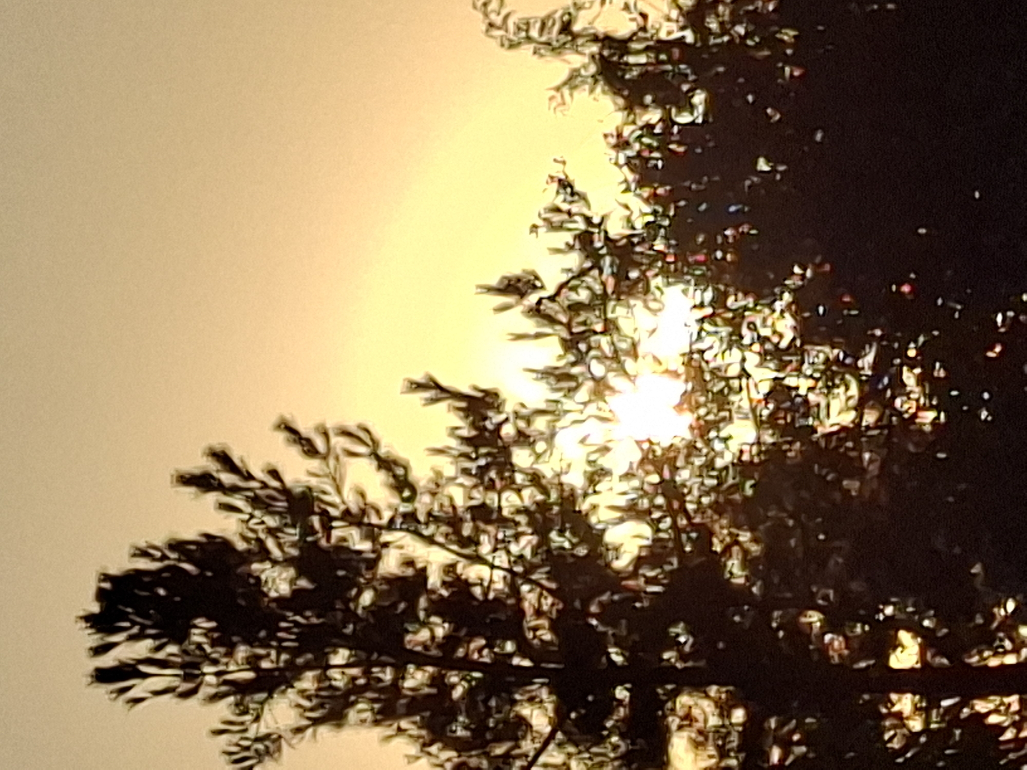 Summer sunrise in Tashkent — birds, plums, and golden light