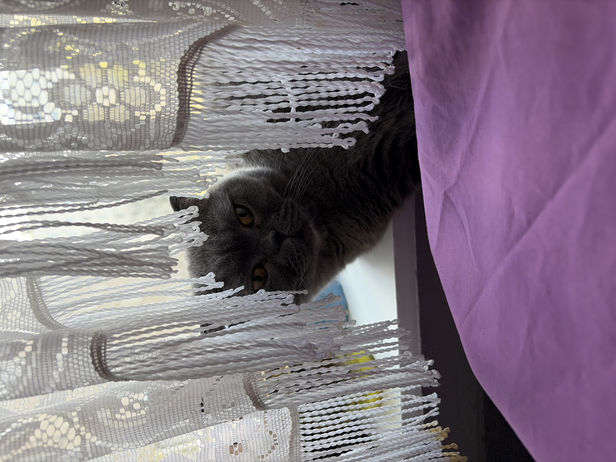 Gray cat observed at window in Dubrovo, Russia