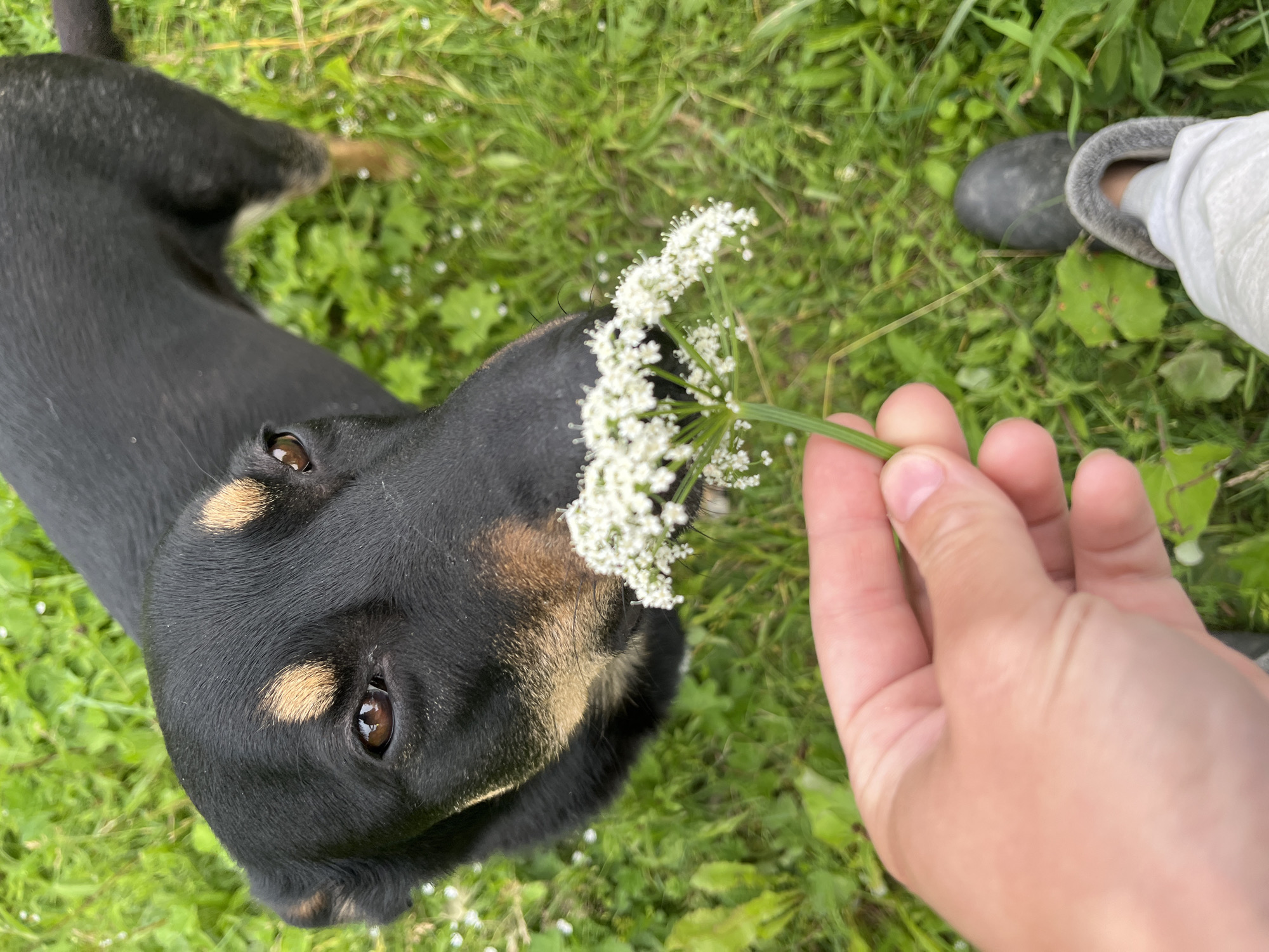 Dogs in a Nizhny Tagil field, some crowned with wildflowers