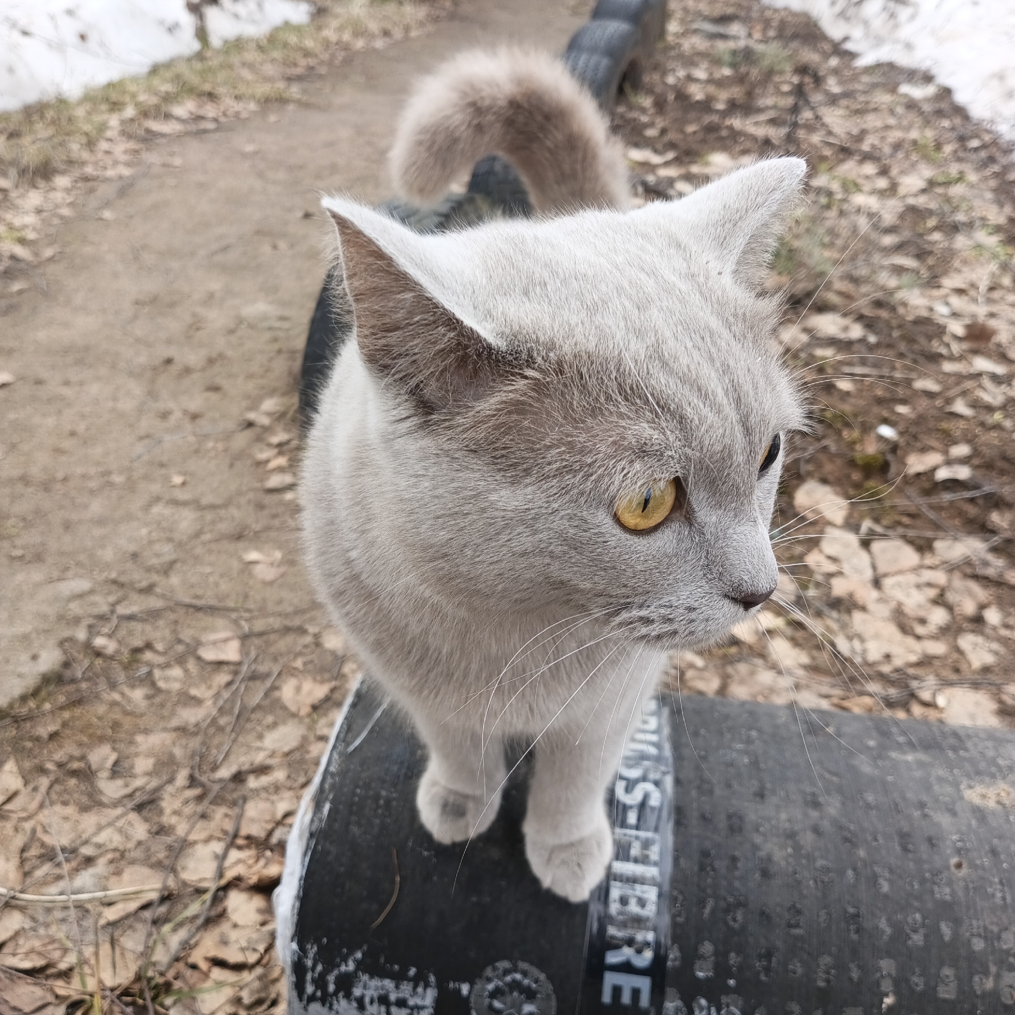 Family day out with cats spotted around Chaikovsky, Russia