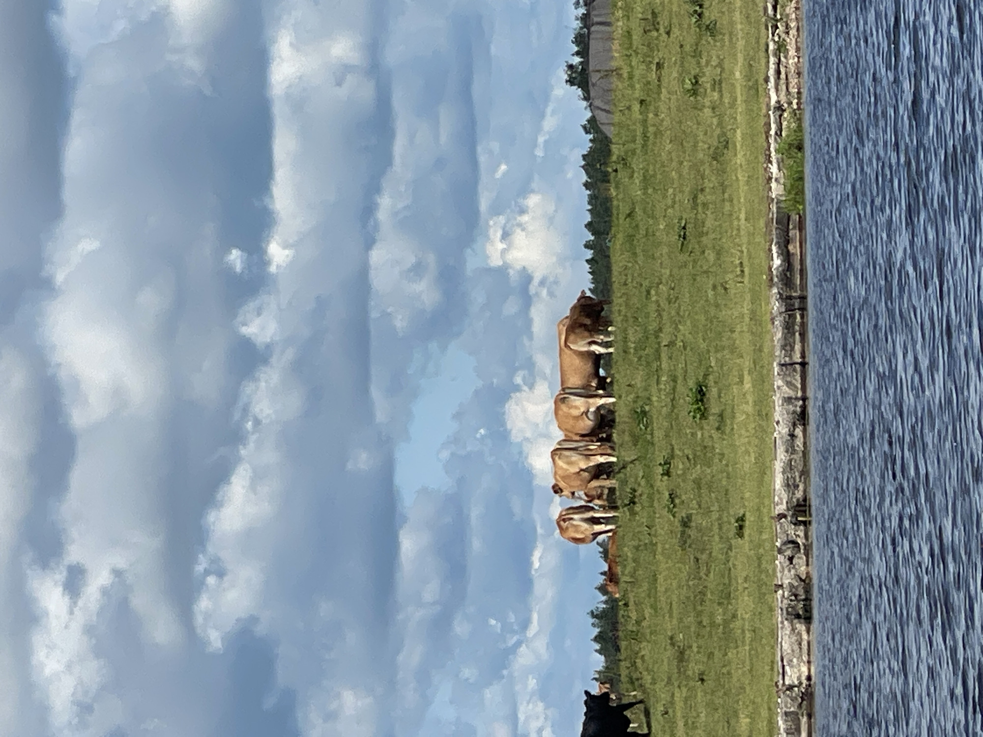 Cows on a grassy hill beside a calm river and truss bridge