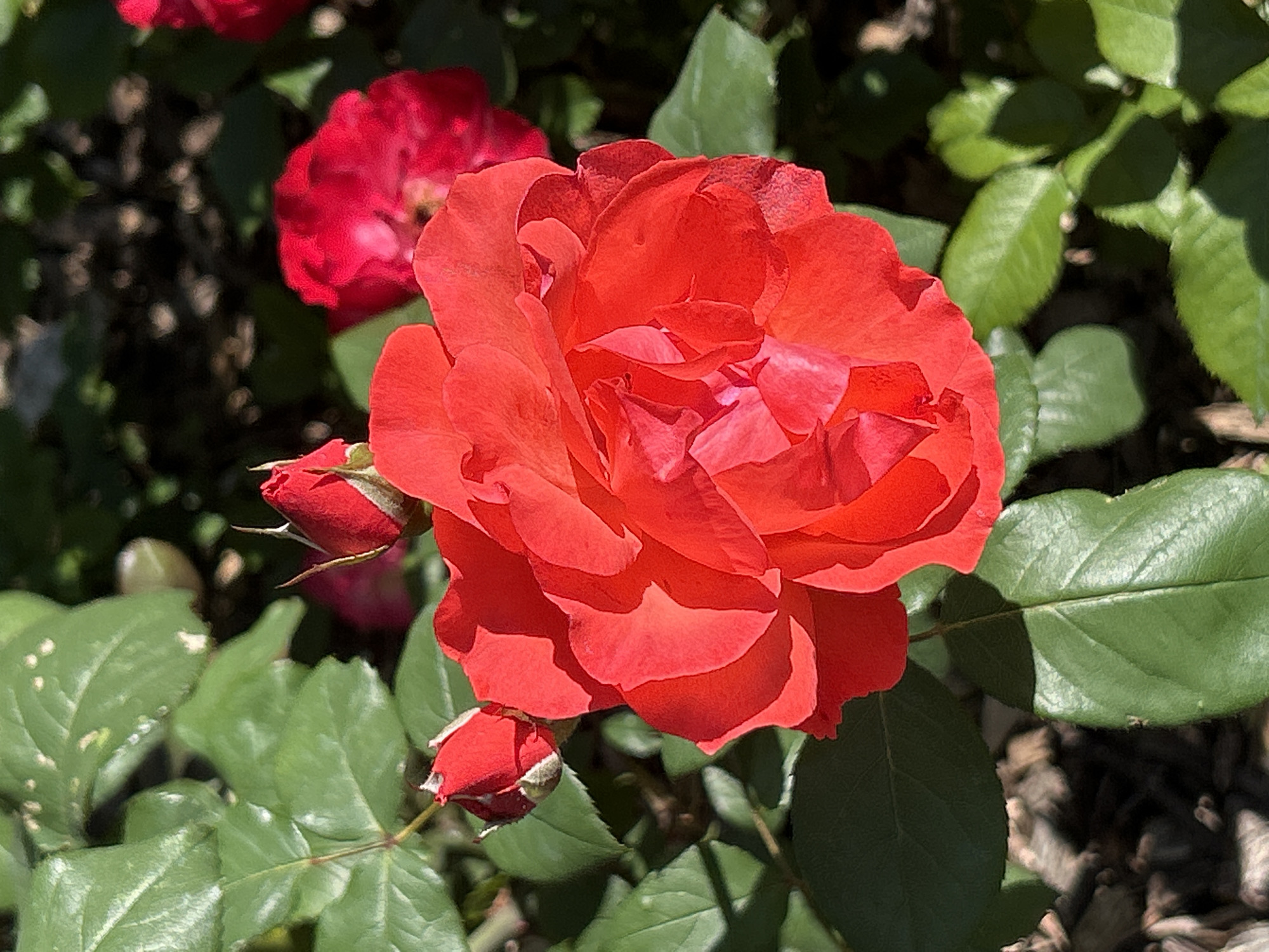 Montreal Botanical Garden: Chinese Garden and rose collection