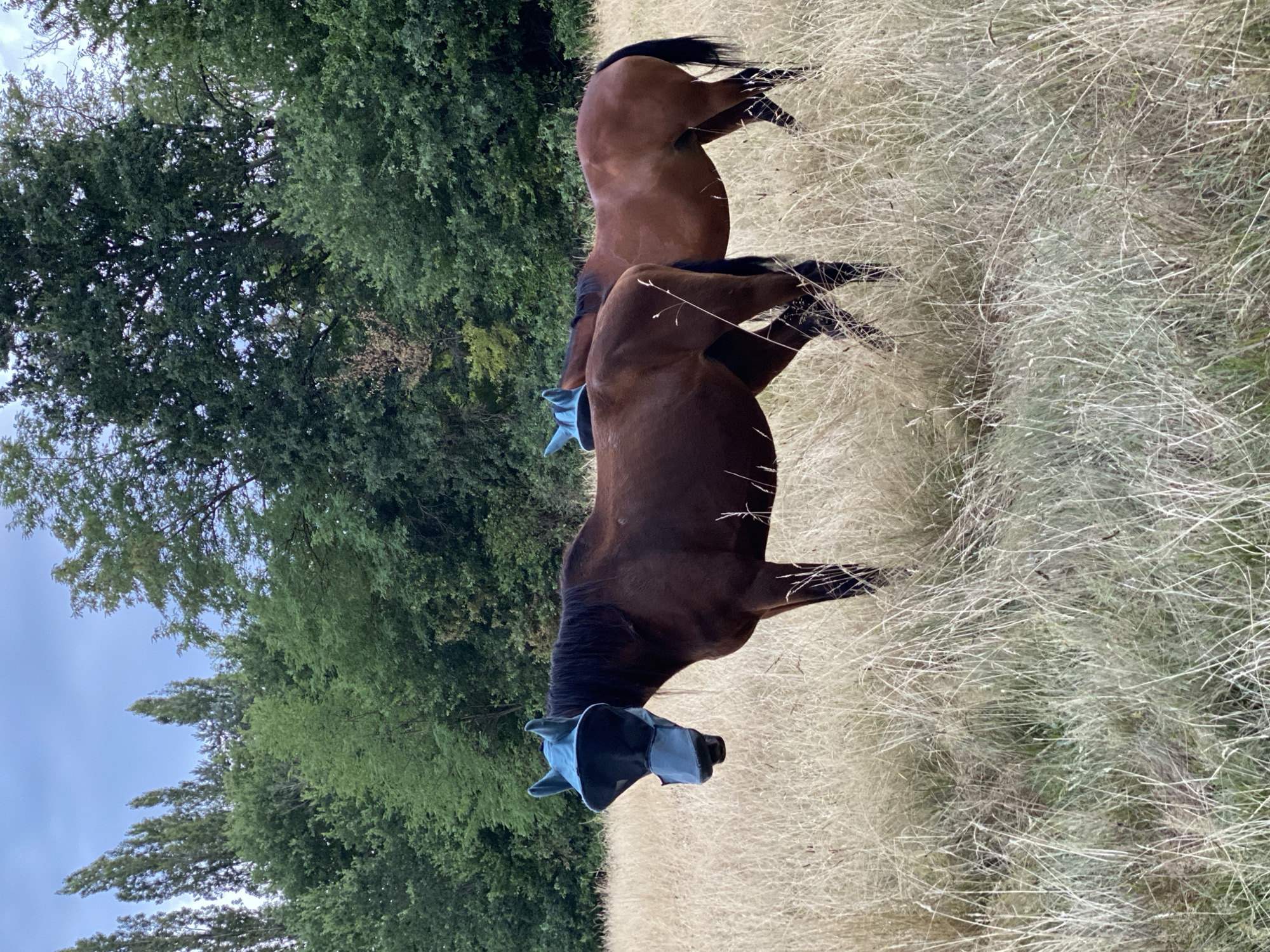 Horses, plums, and garden life on a July evening in Courpière