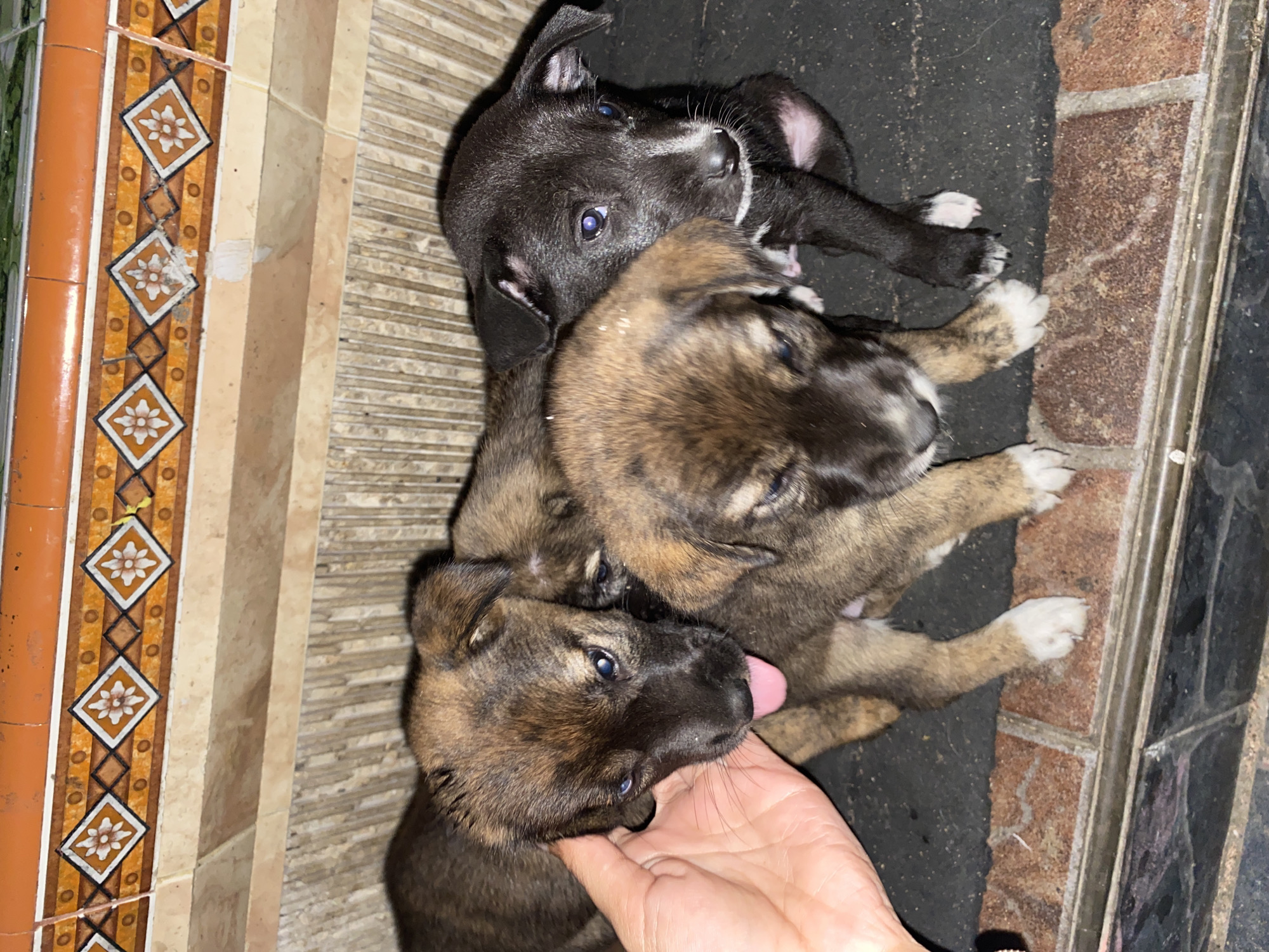 Puppies and pirate decorations spotted in Tegallalang, Indonesia