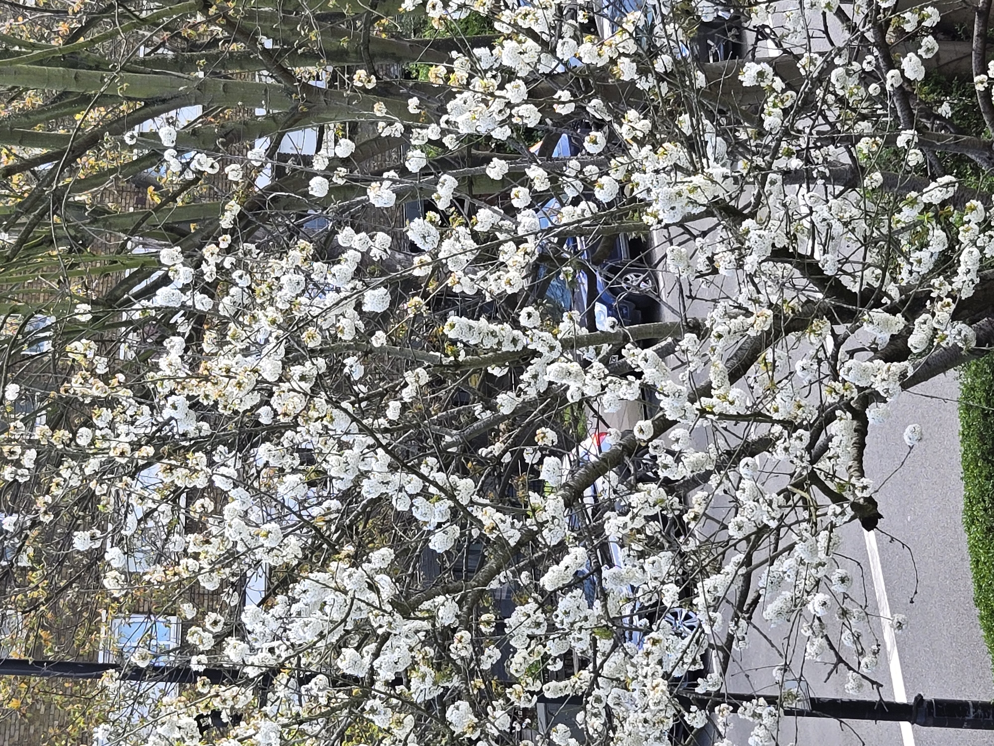 Spring blooms observed on London street amid residential buildings