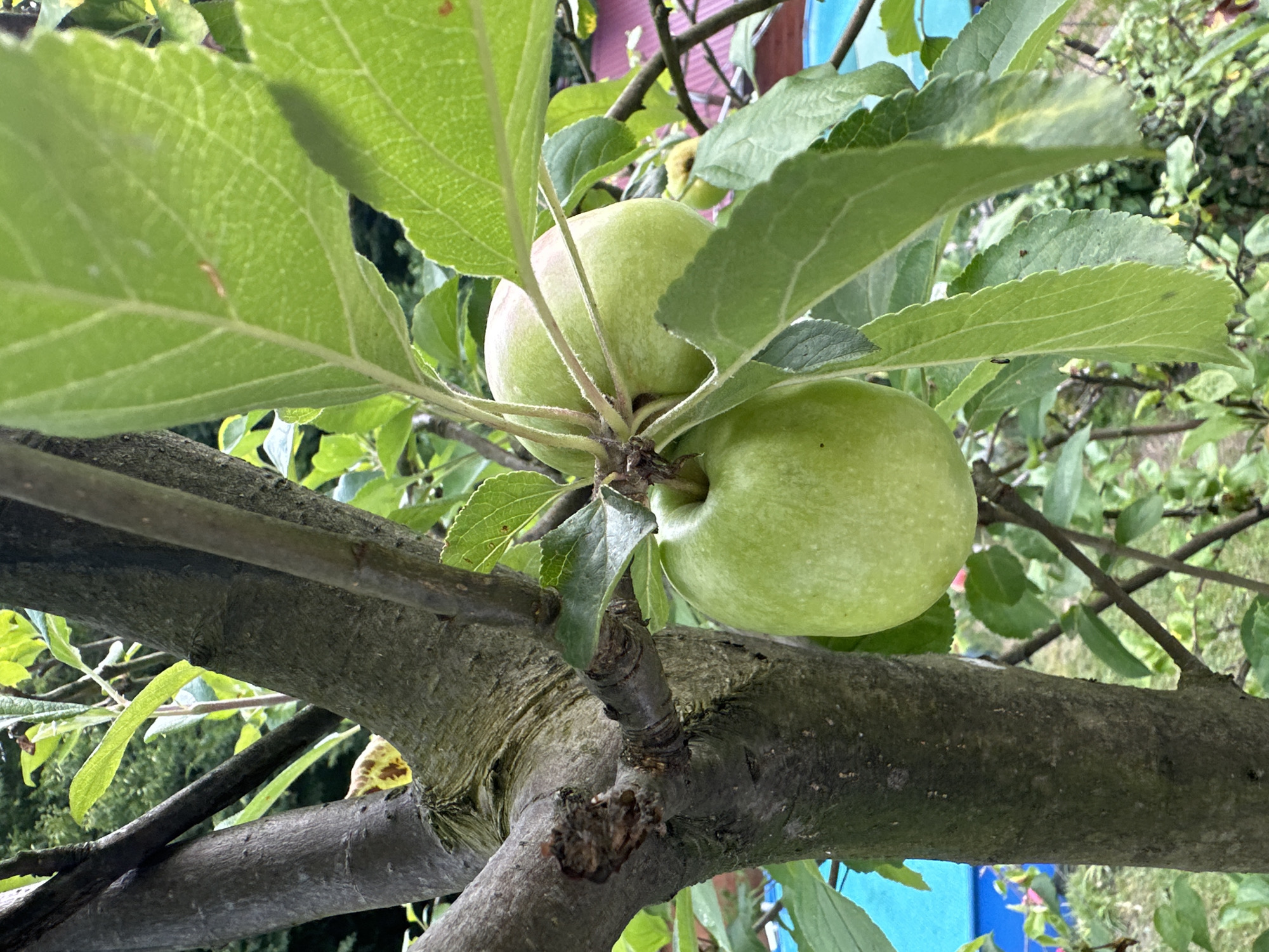 Pets napping and apples ripening on a Sochi summer morning