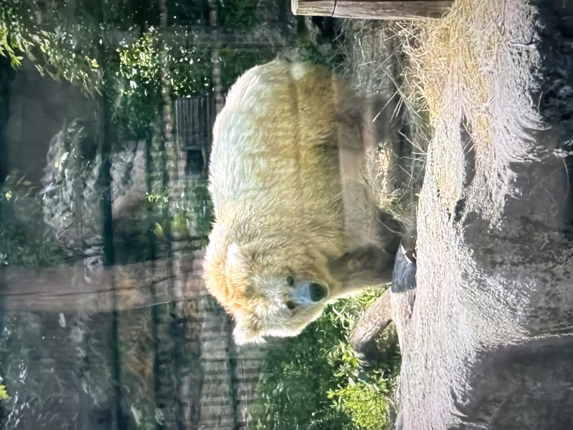 Afternoon at Kyiv Zoo: bears, zebras, and more