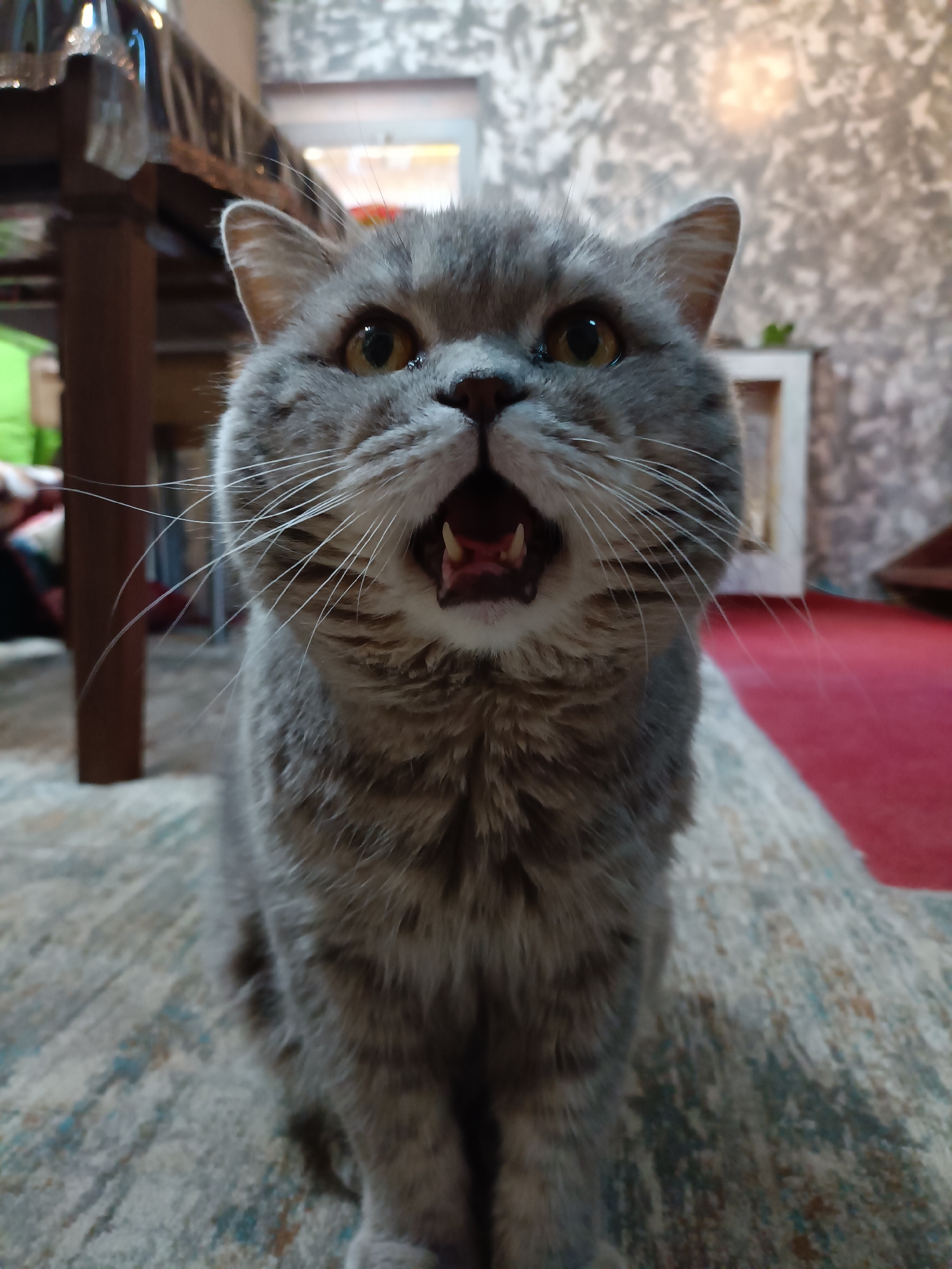 Close-up shots of a gray cat and some daisies