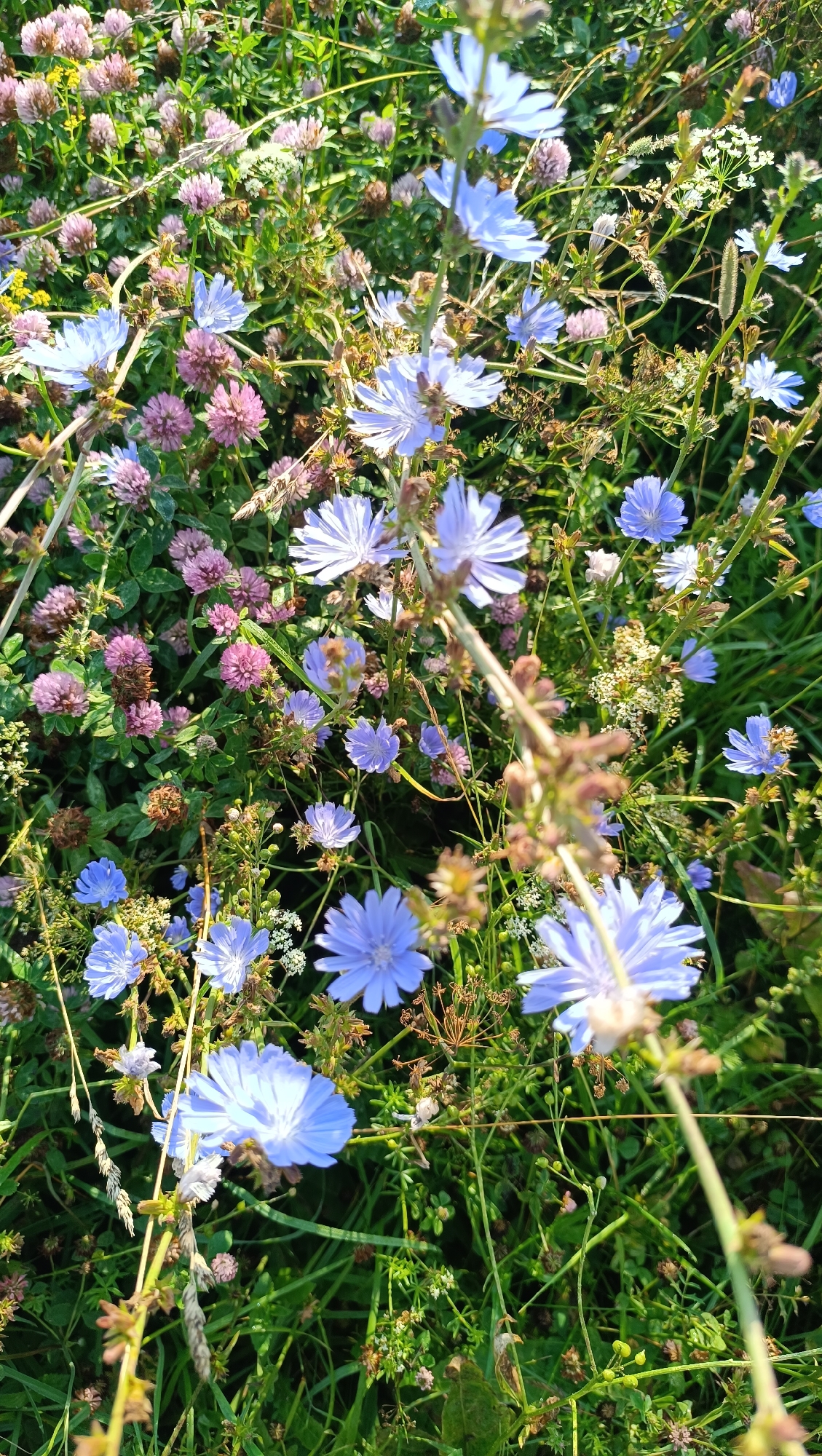 Foraging and nature-watching in Karsha's summer fields and forest
