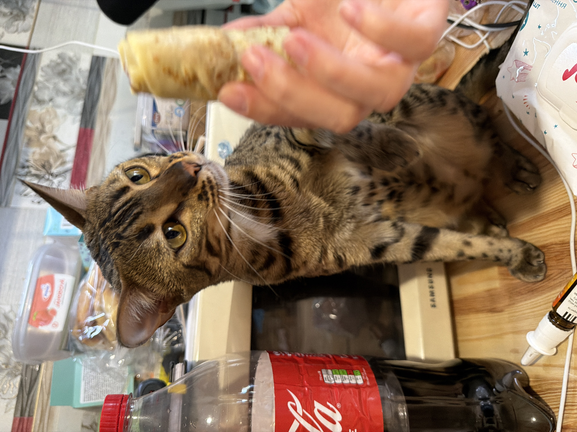 Two cats at home in Dnipro, playing and snacking