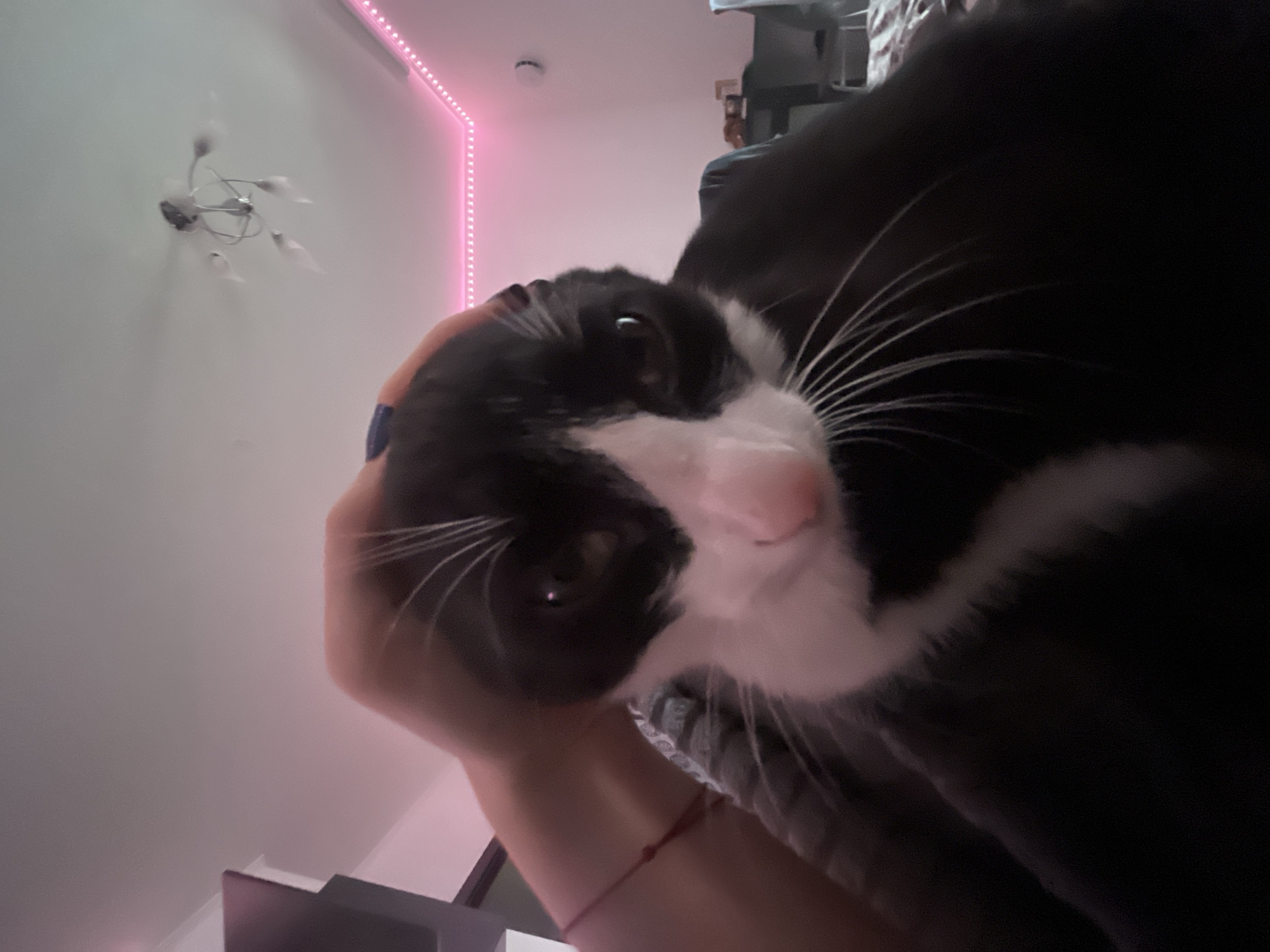 Cat owner documents quiet morning moments with pet in Petersburg