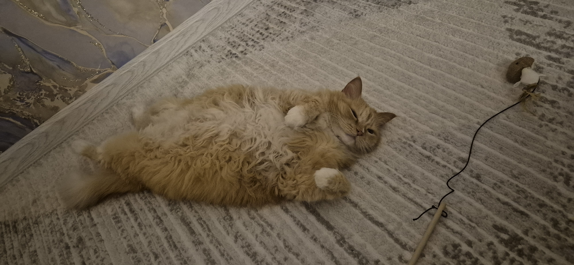 Orange cat relaxes on back on carpet with toy