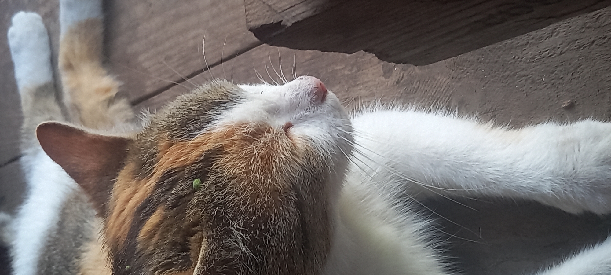Quiet morning with calico cat documented in Kryvyi Rih