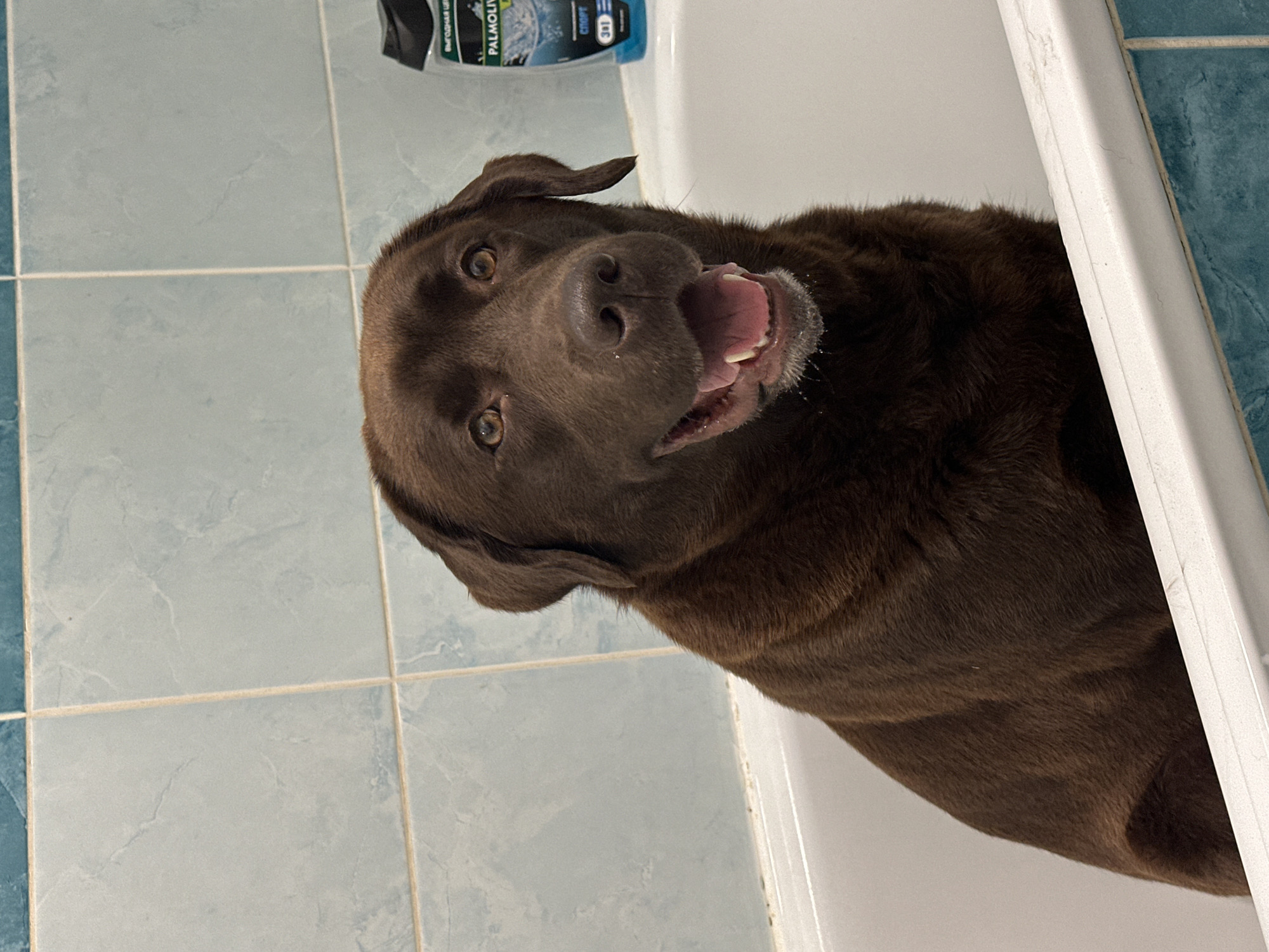 Chocolate Lab endures bath time with mixed feelings