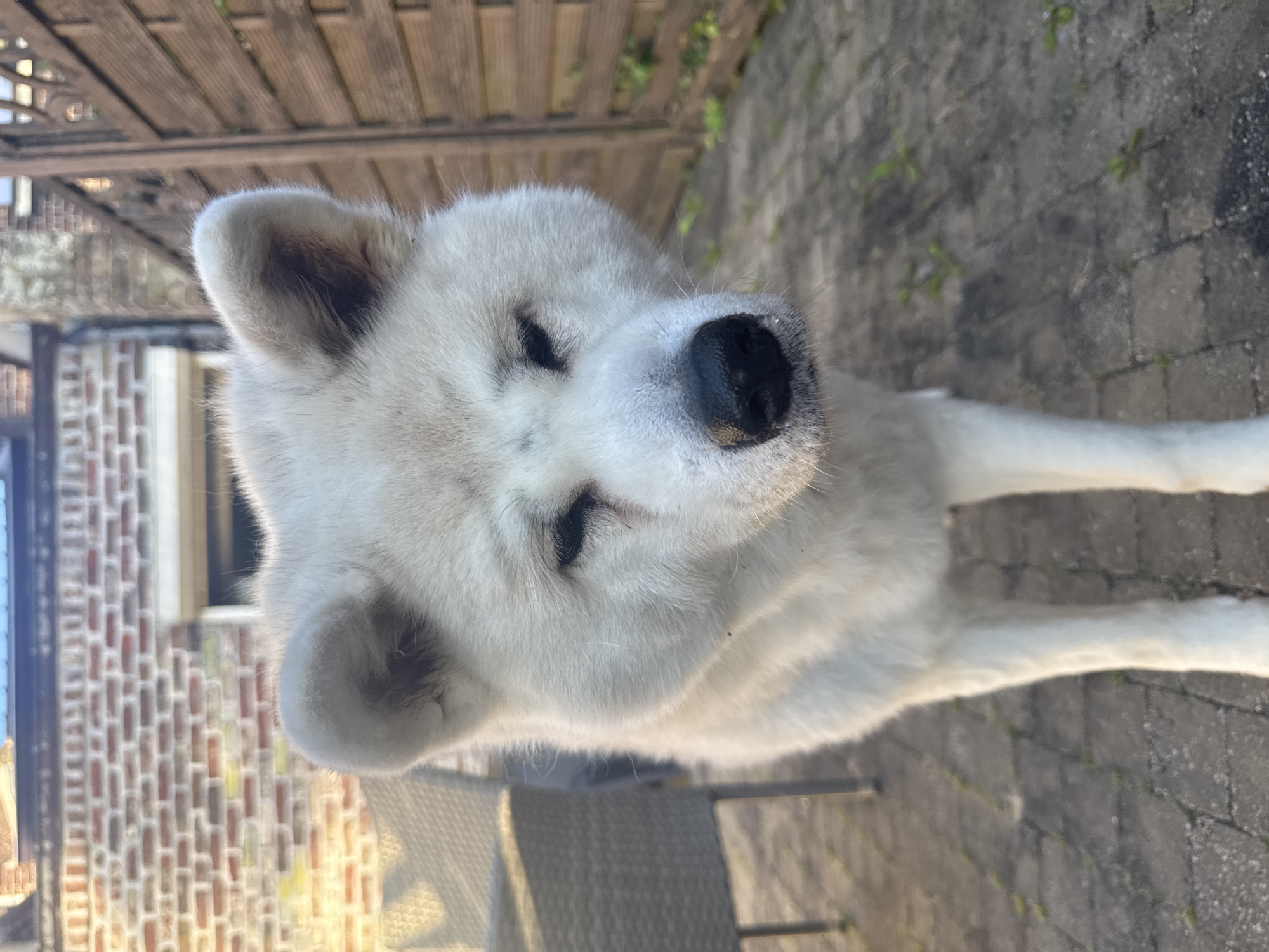 White Akita spotted at multiple locations in Wattrelos, France