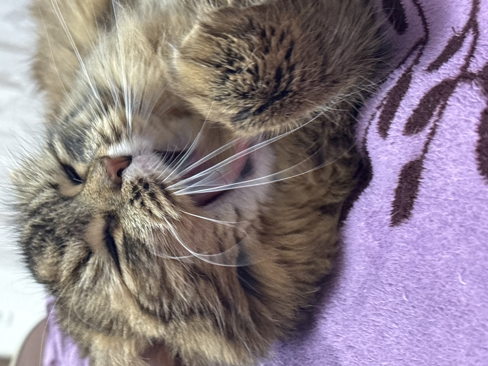 Tabby cat photographed in close-up portraits in Perm, Russia
