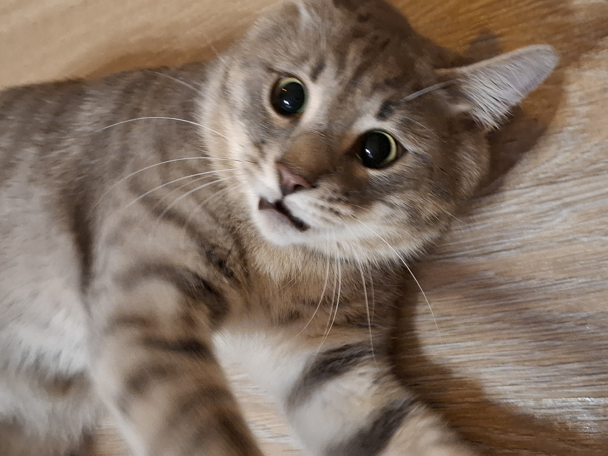 Grey tabby cat at home in Zemun, caught in every mood