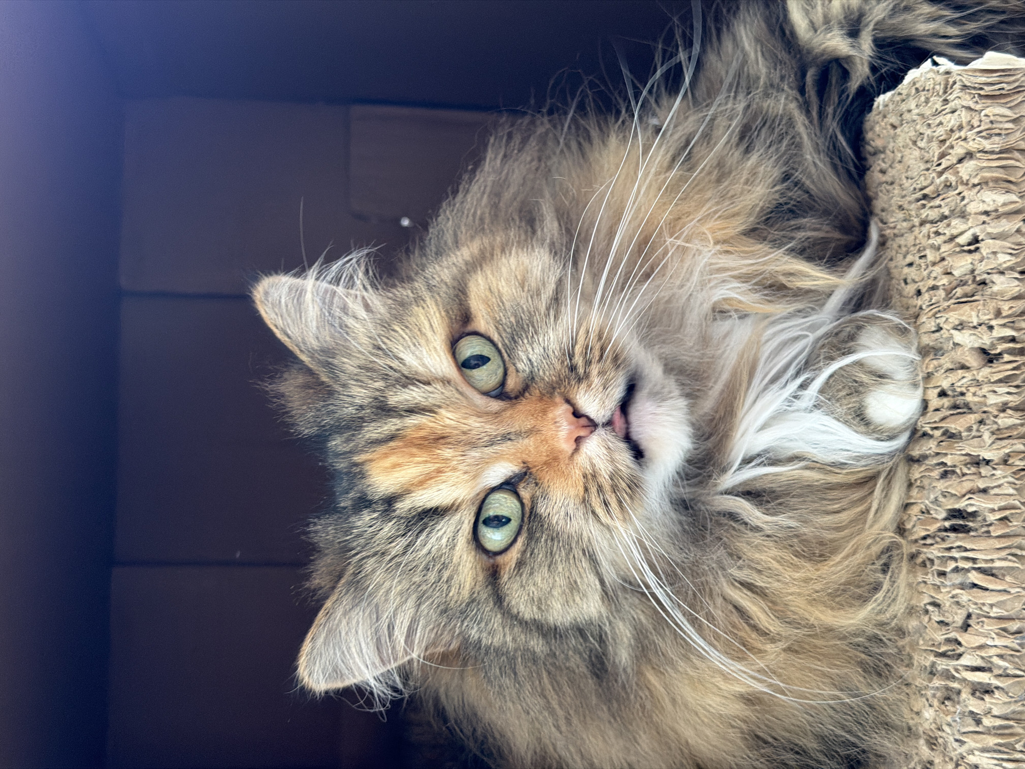 Cat close-ups and Kyiv city views on a sunny morning