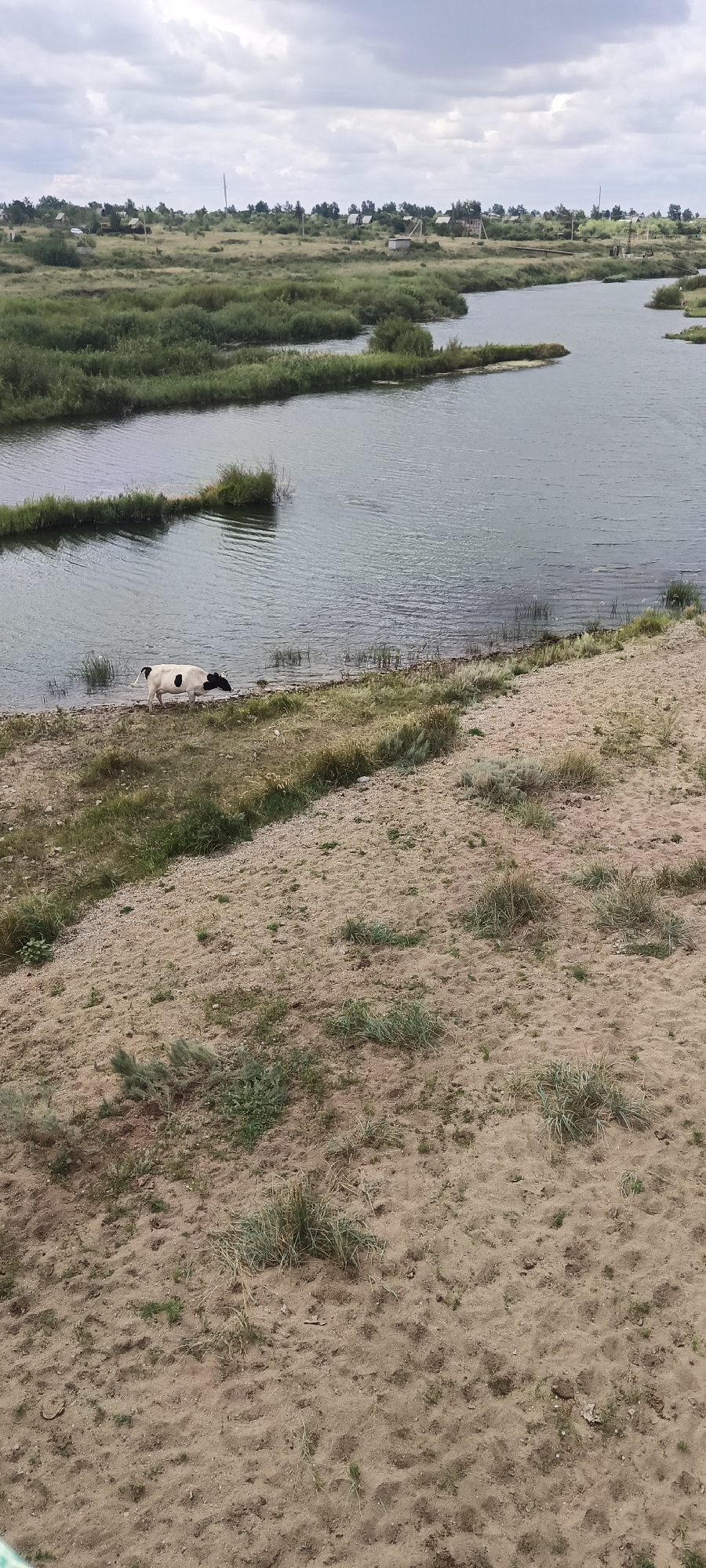 Riverside scenes: grazing livestock, trapped rodents, and a love-lock bridge