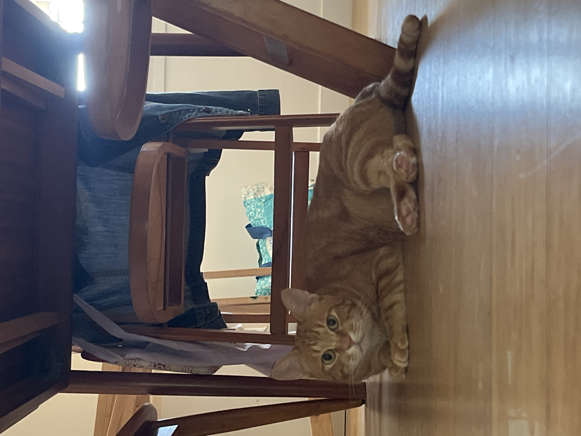Ginger tabby holds court on a Villejuif kitchen floor