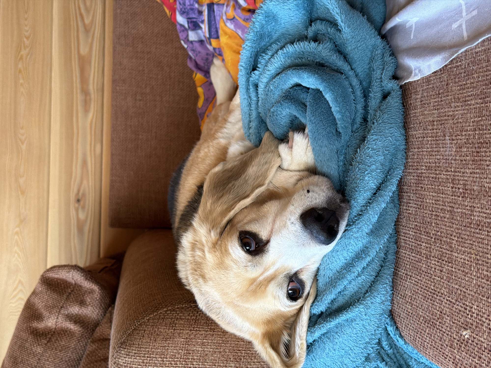 Dogs chilling and snacking at home in Emel'yanovo