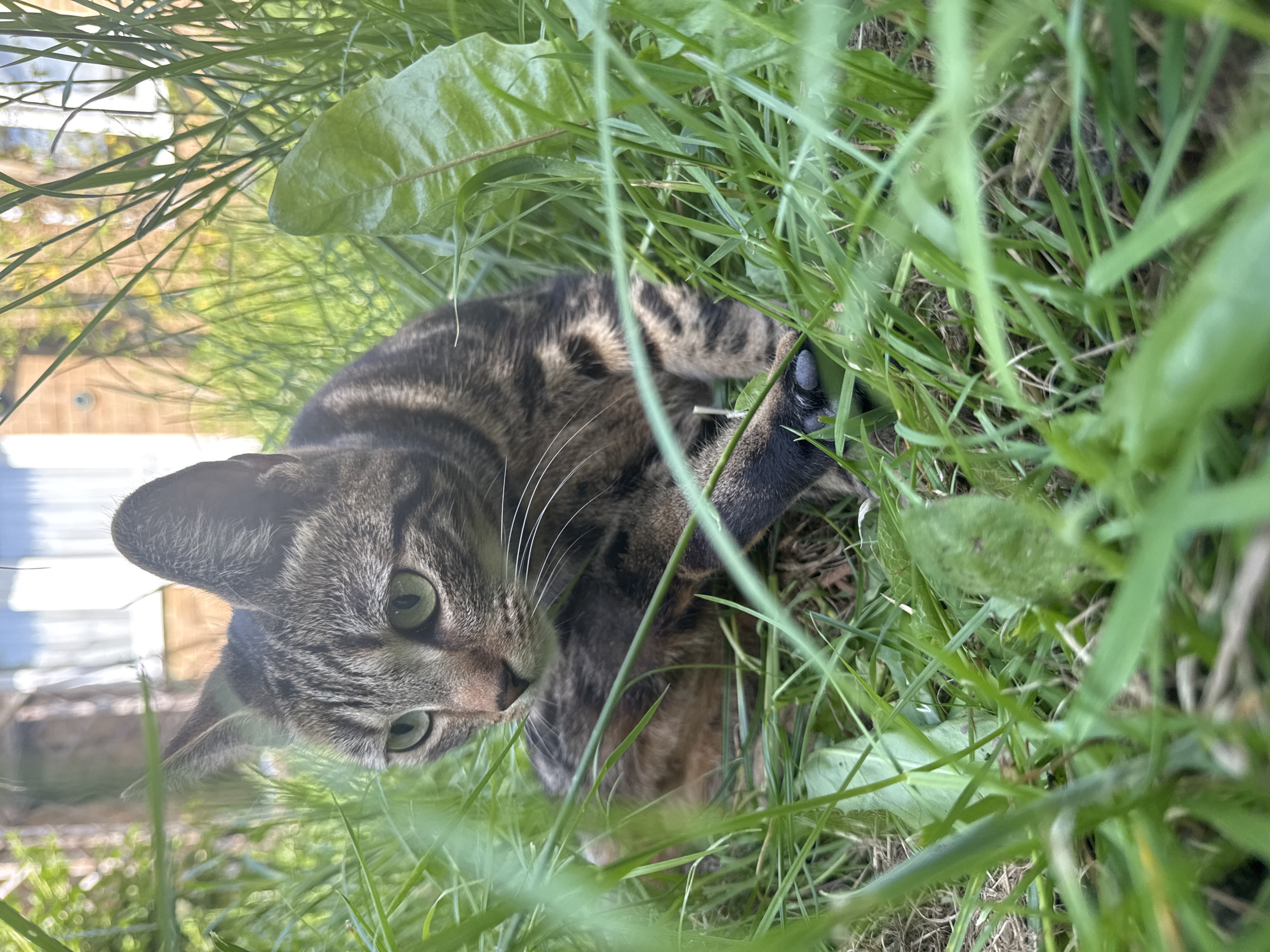 Tabby cat spotted resting in grass in Desborough