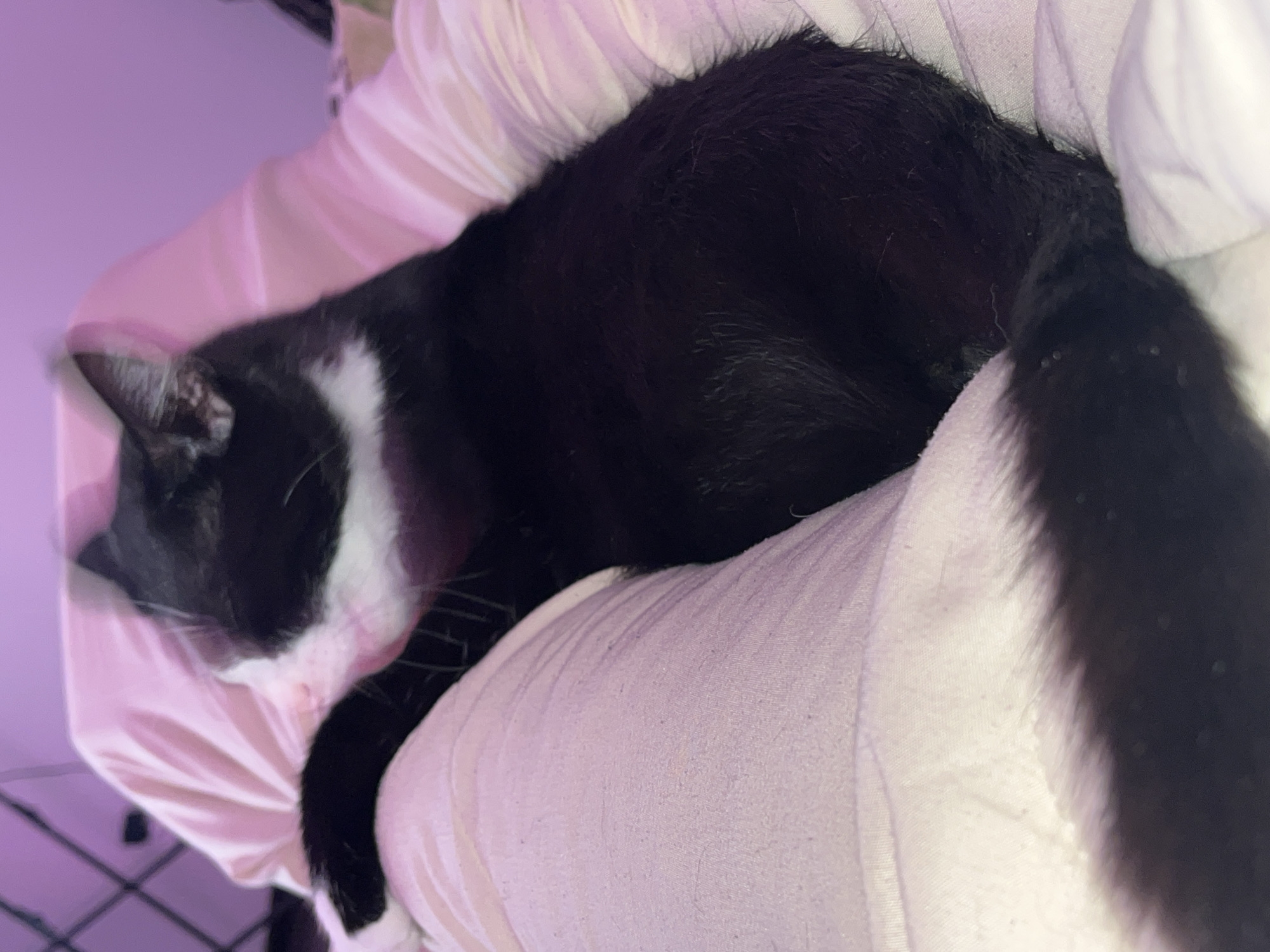 Person spends quiet evening with heterochromatic cat in Saint Petersburg