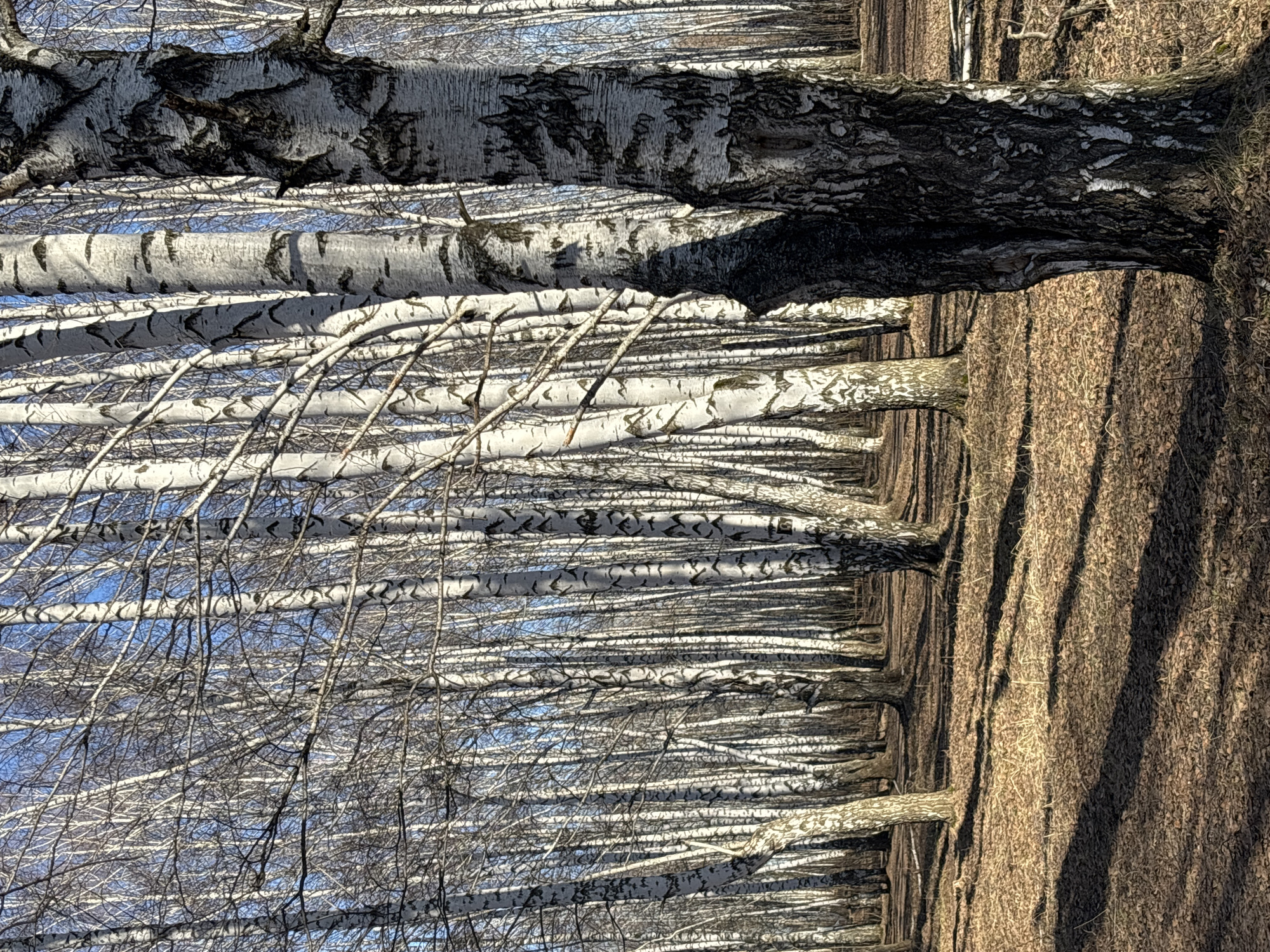 Spring morning moments captured in Chaikovsky birch forests