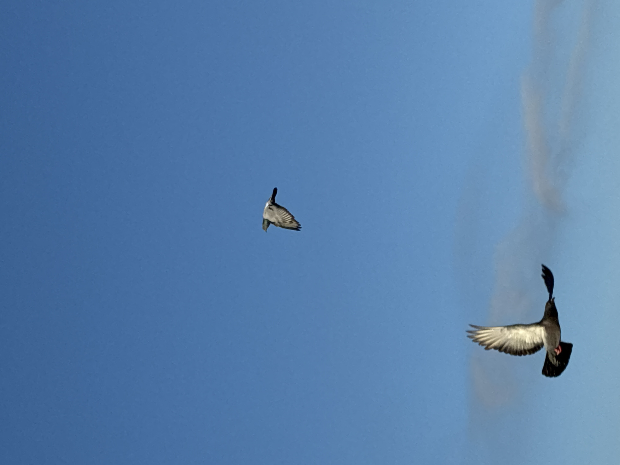 Pigeons, plumeria, and a cat on an Alanya summer morning
