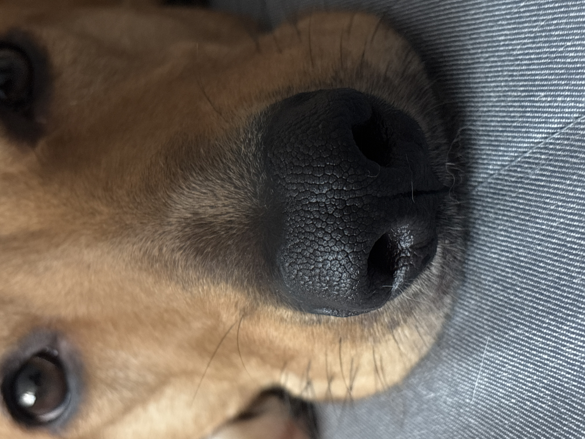 Lazy apartment morning with dogs, a corn snake, and random objects