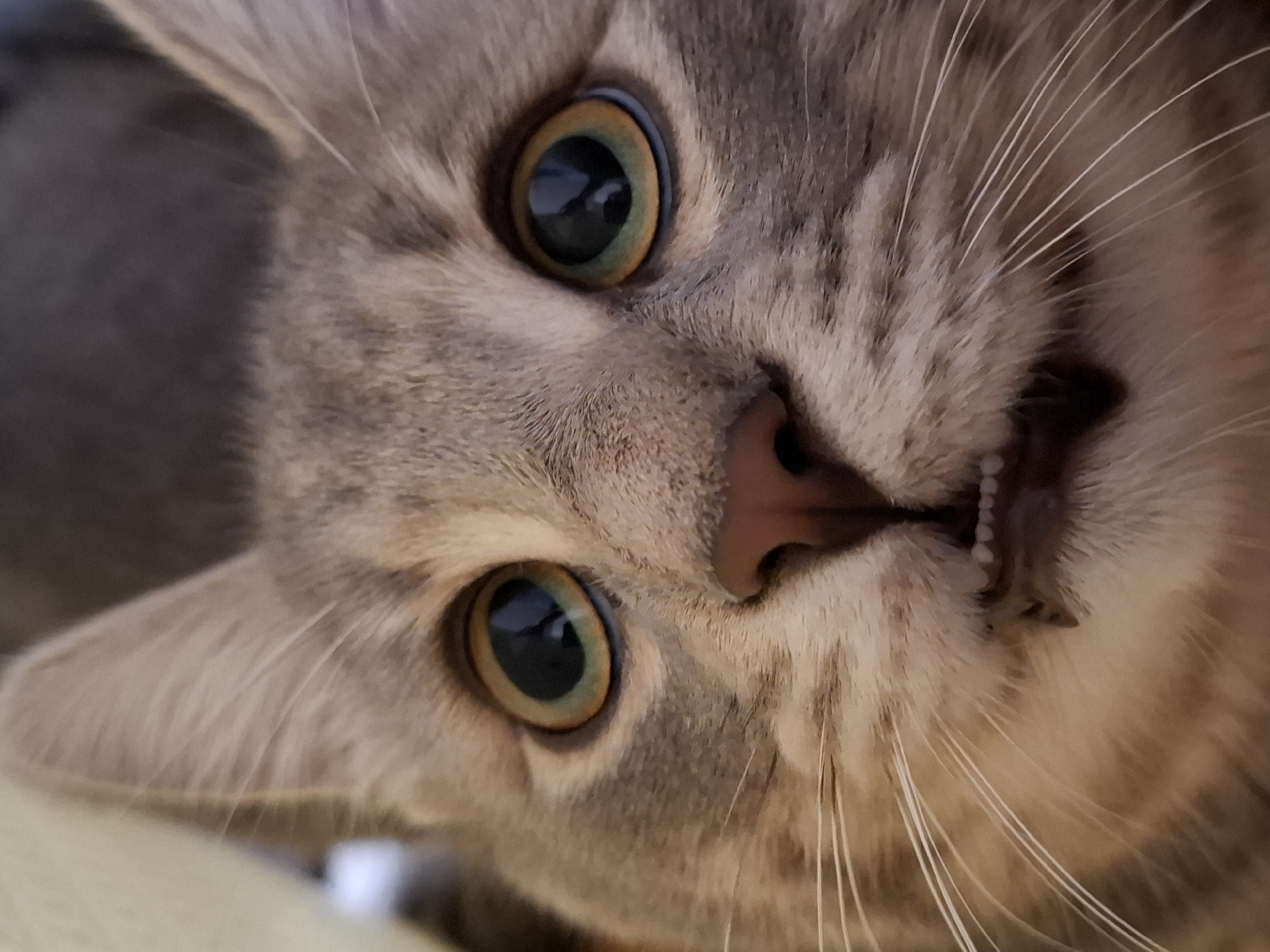 Gray tabby cat photographed in playful indoor session