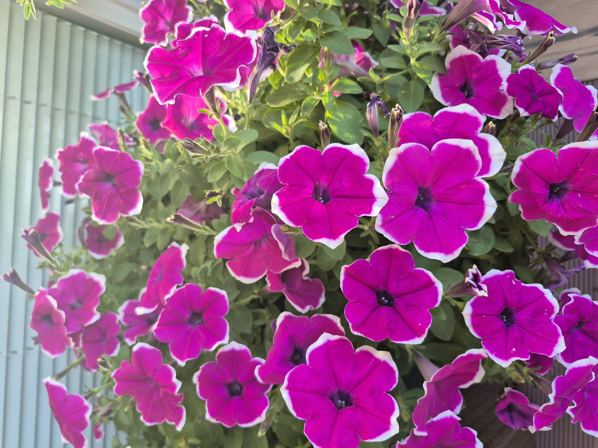 Home in Barbing: garden blooms, pear tree, and LEGO shelves