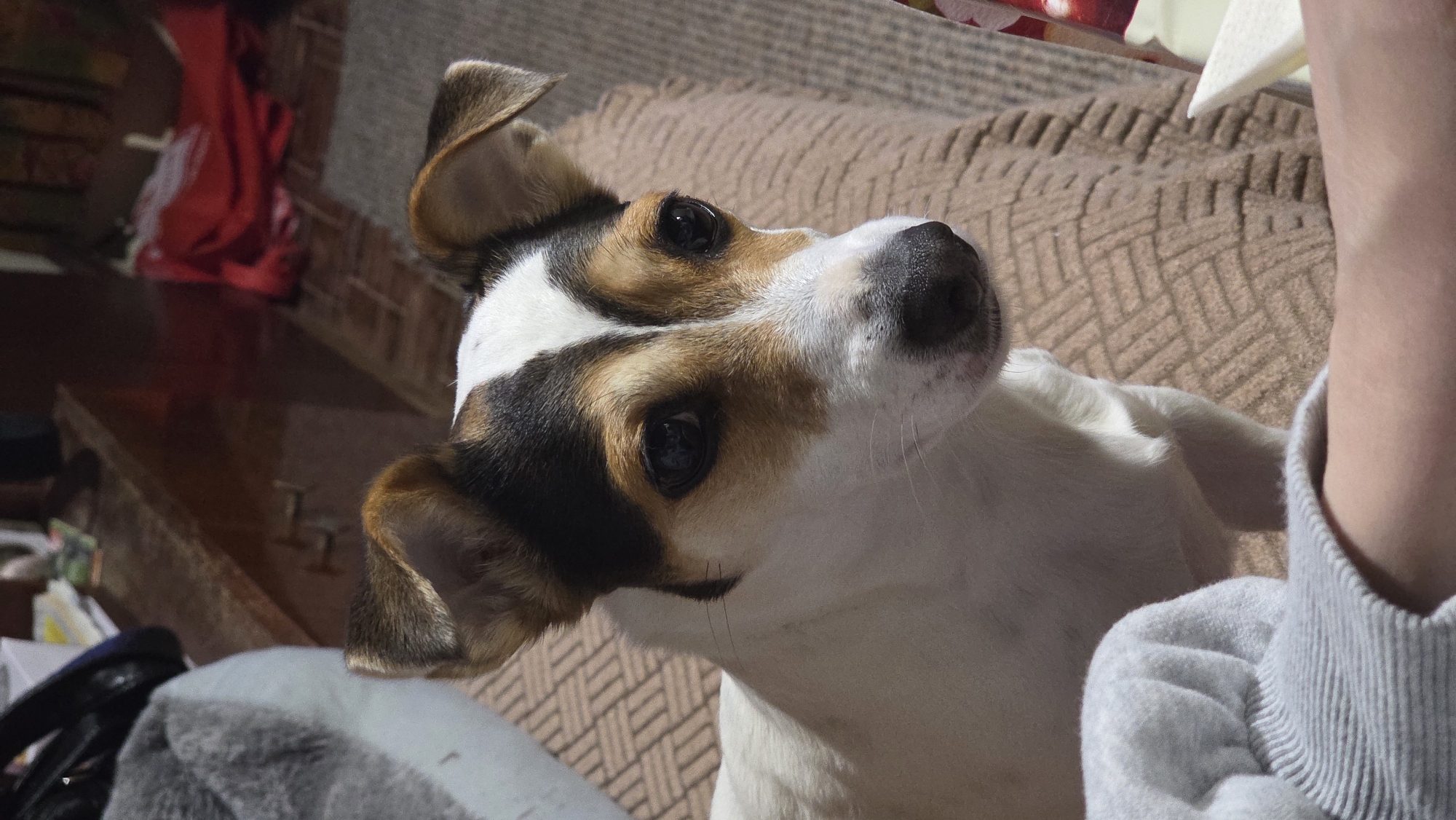 Jack Russell Terrier photographed with owner in Bulgaria