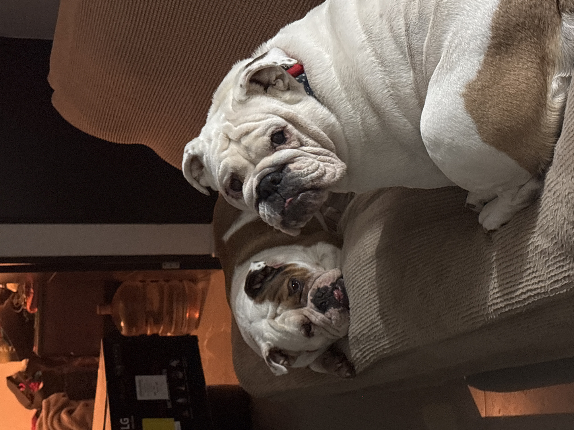 Two English Bulldogs rest together on couch in Mexico City