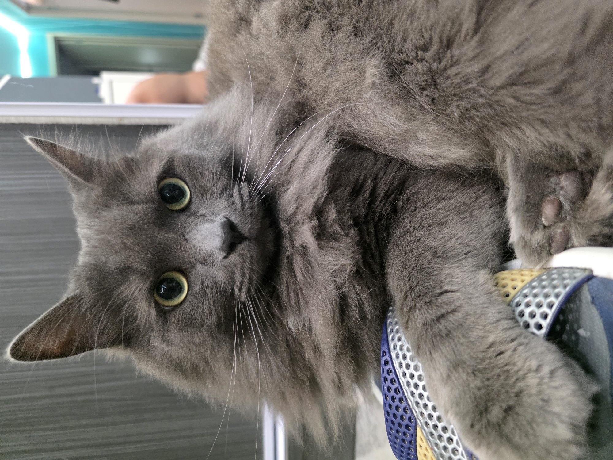 Grey cat chills on a colorful mat in Minsk